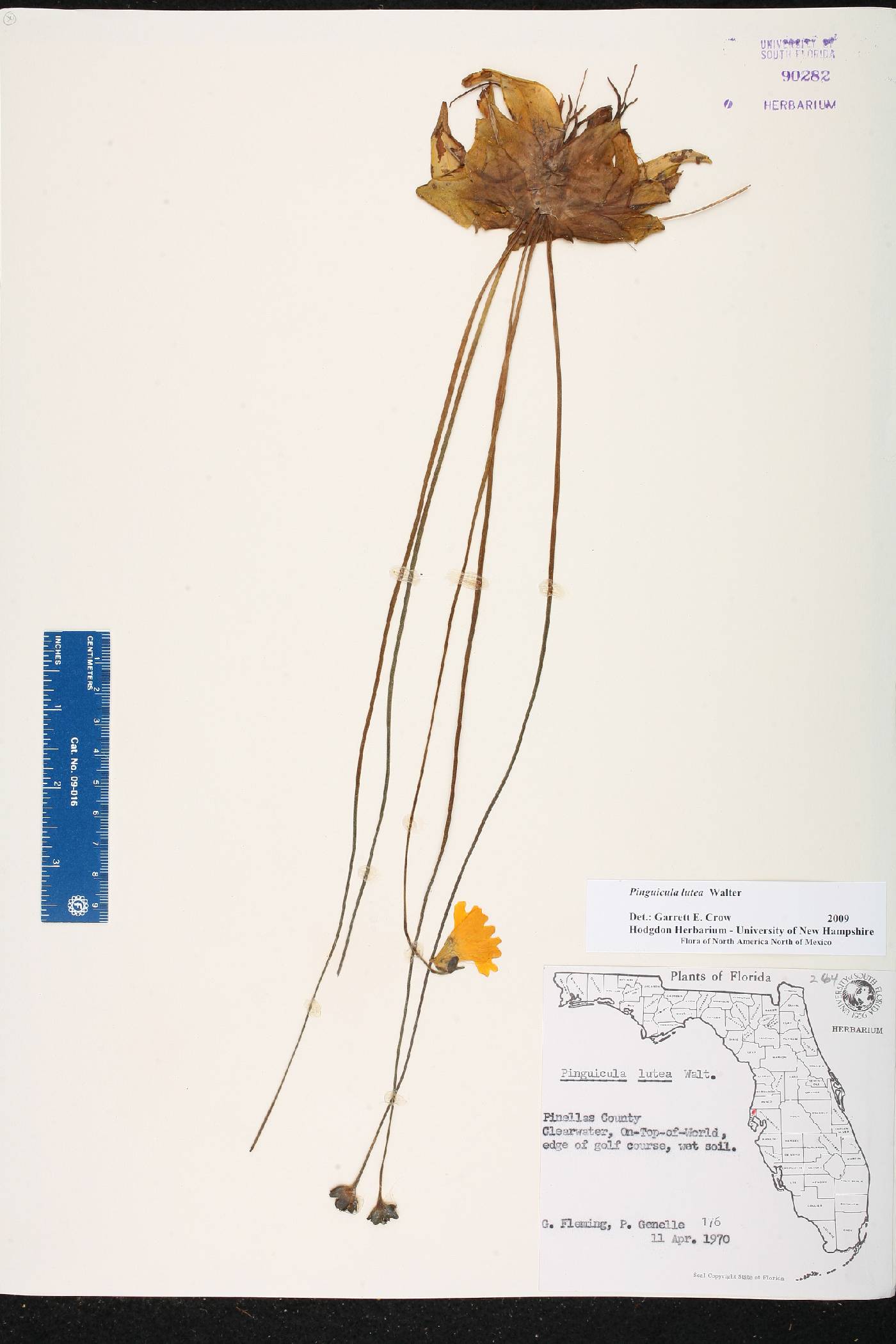 Pinguicula lutea image