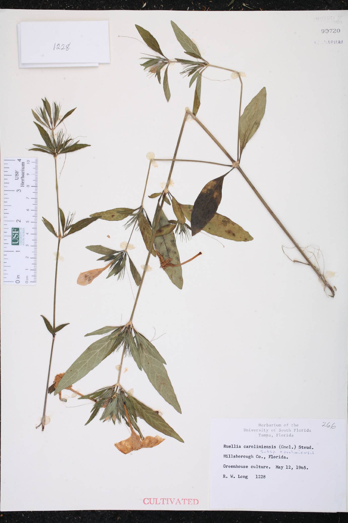 Ruellia caroliniensis subsp. caroliniensis image