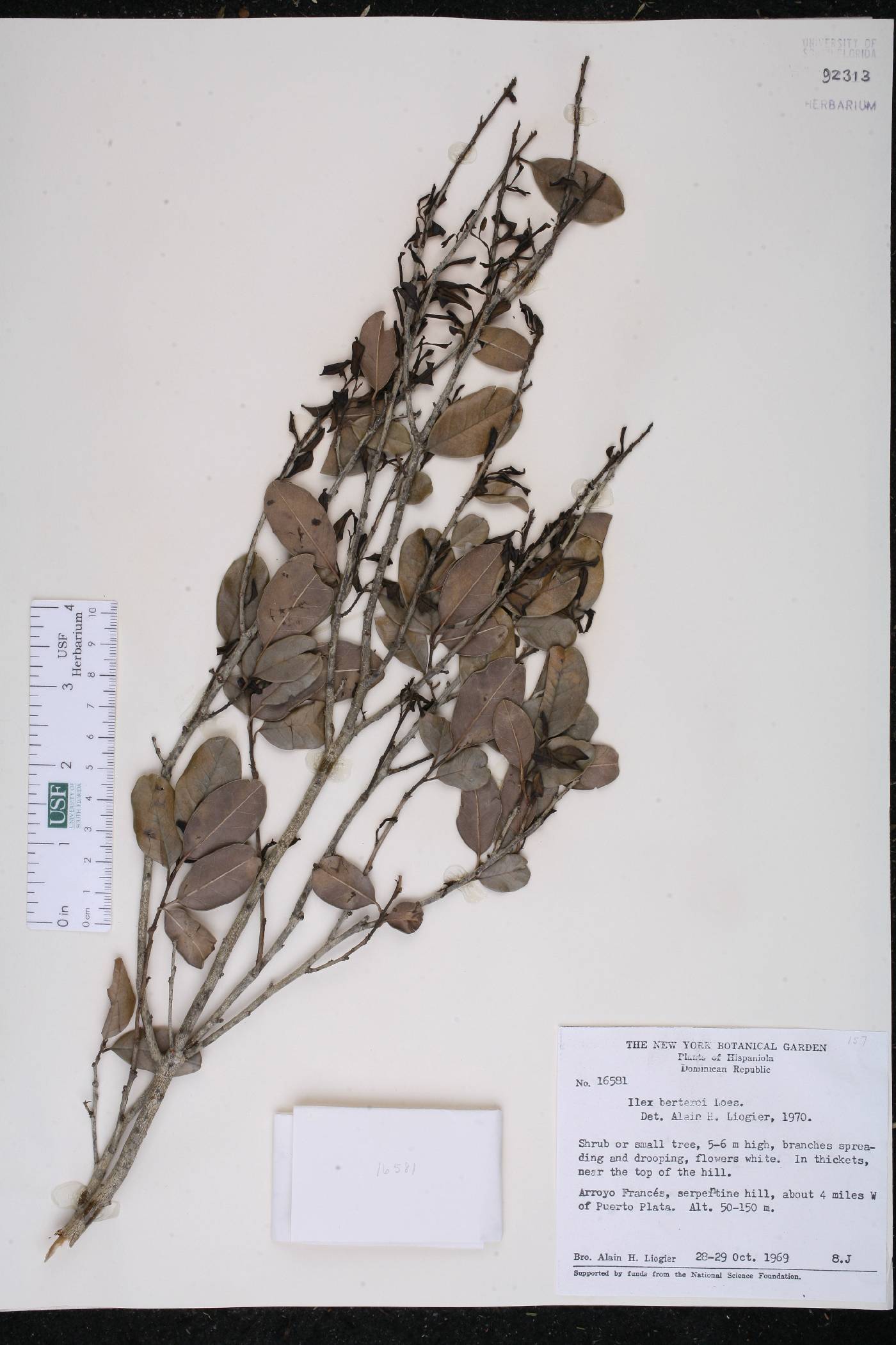 Ilex berteroi image