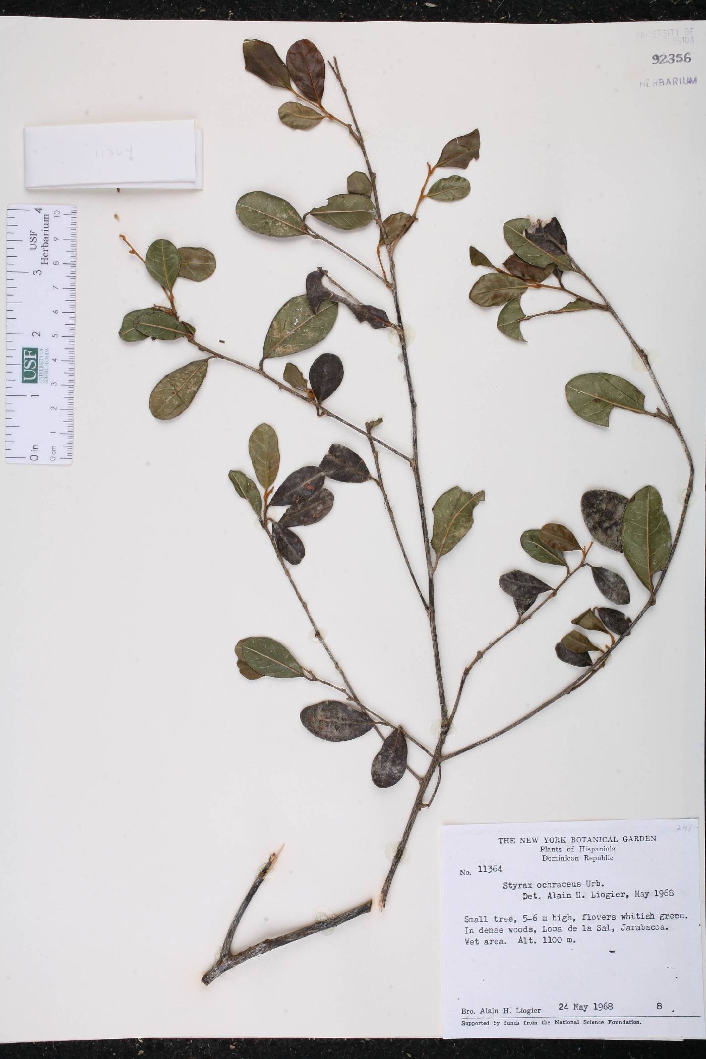 Styrax ochraceus image
