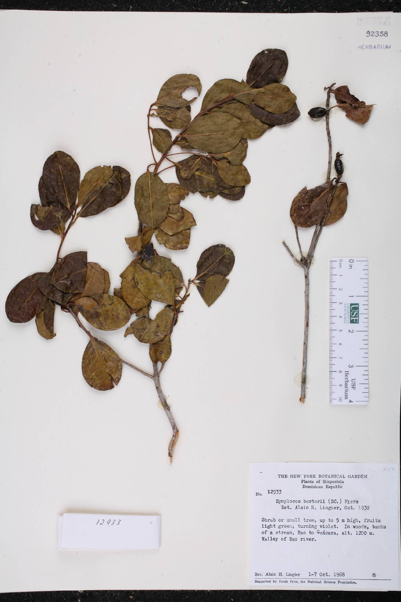 Symplocos berteroi image