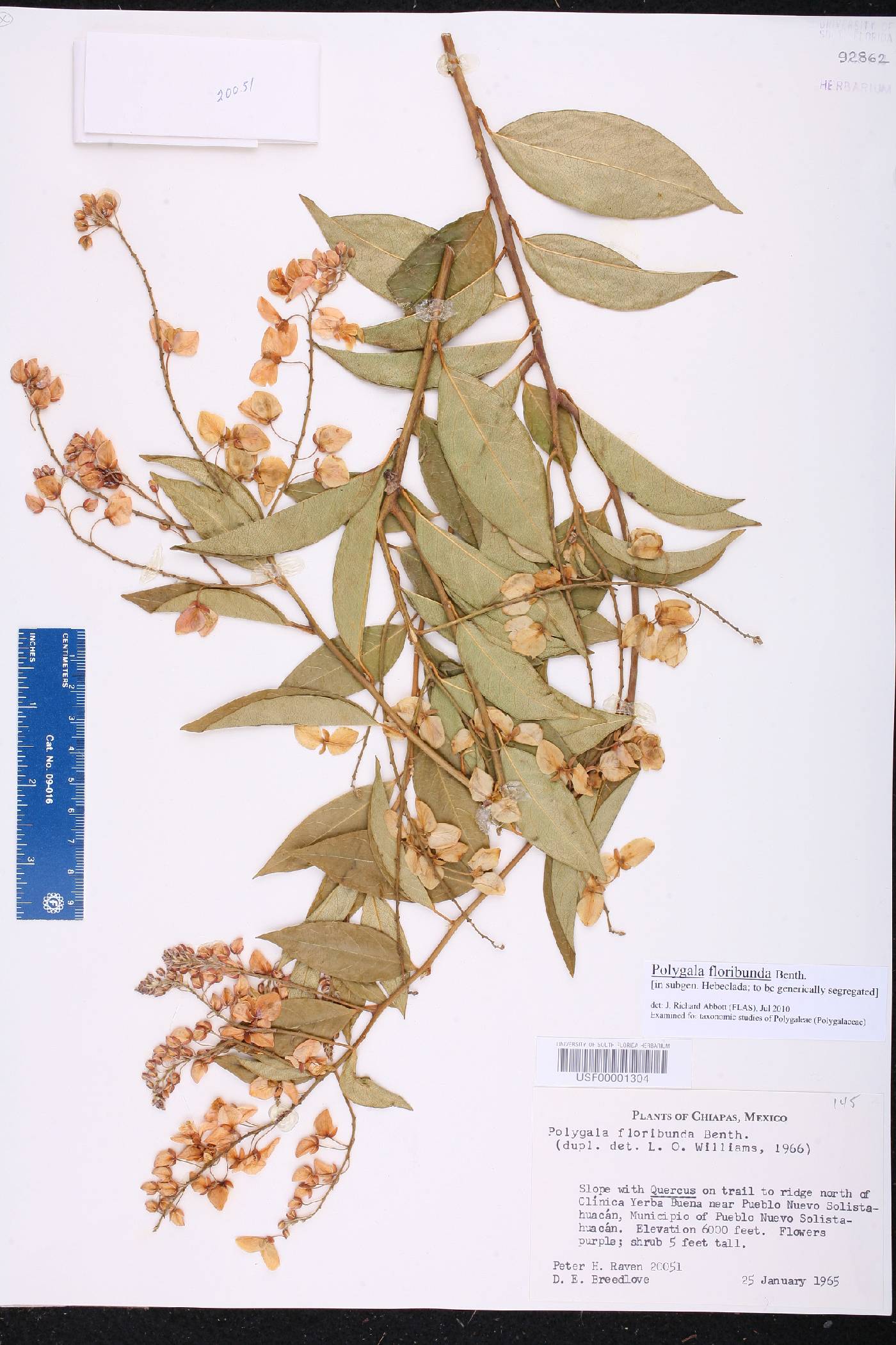 Polygala floribunda image