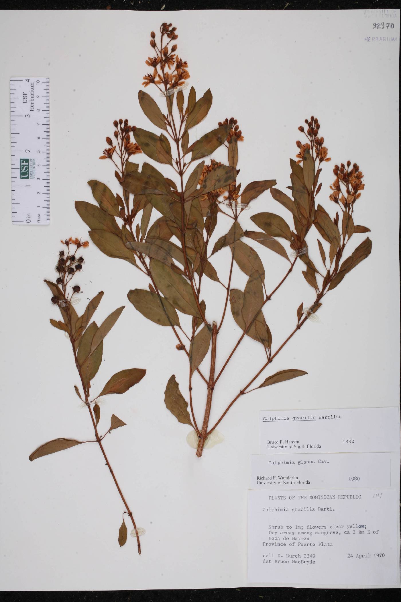 Galphimia gracilis image