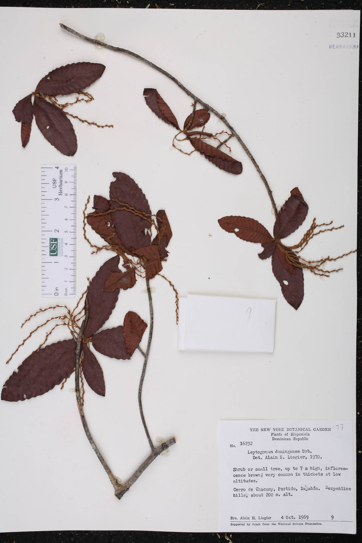 Leptogonum domingensis image