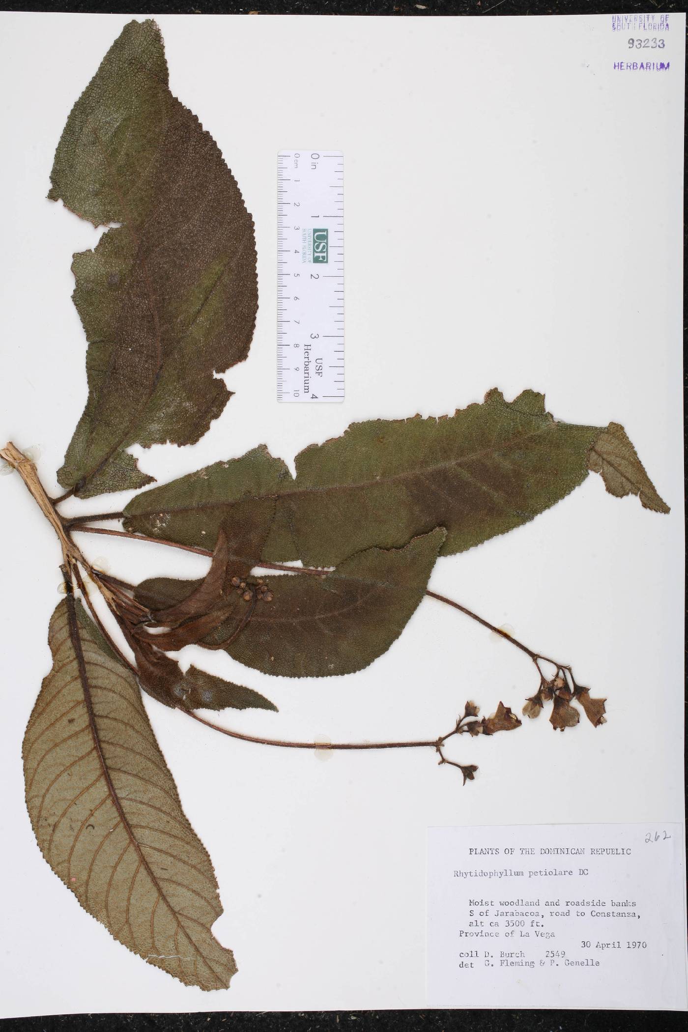 Rhytidophyllum petiolare image