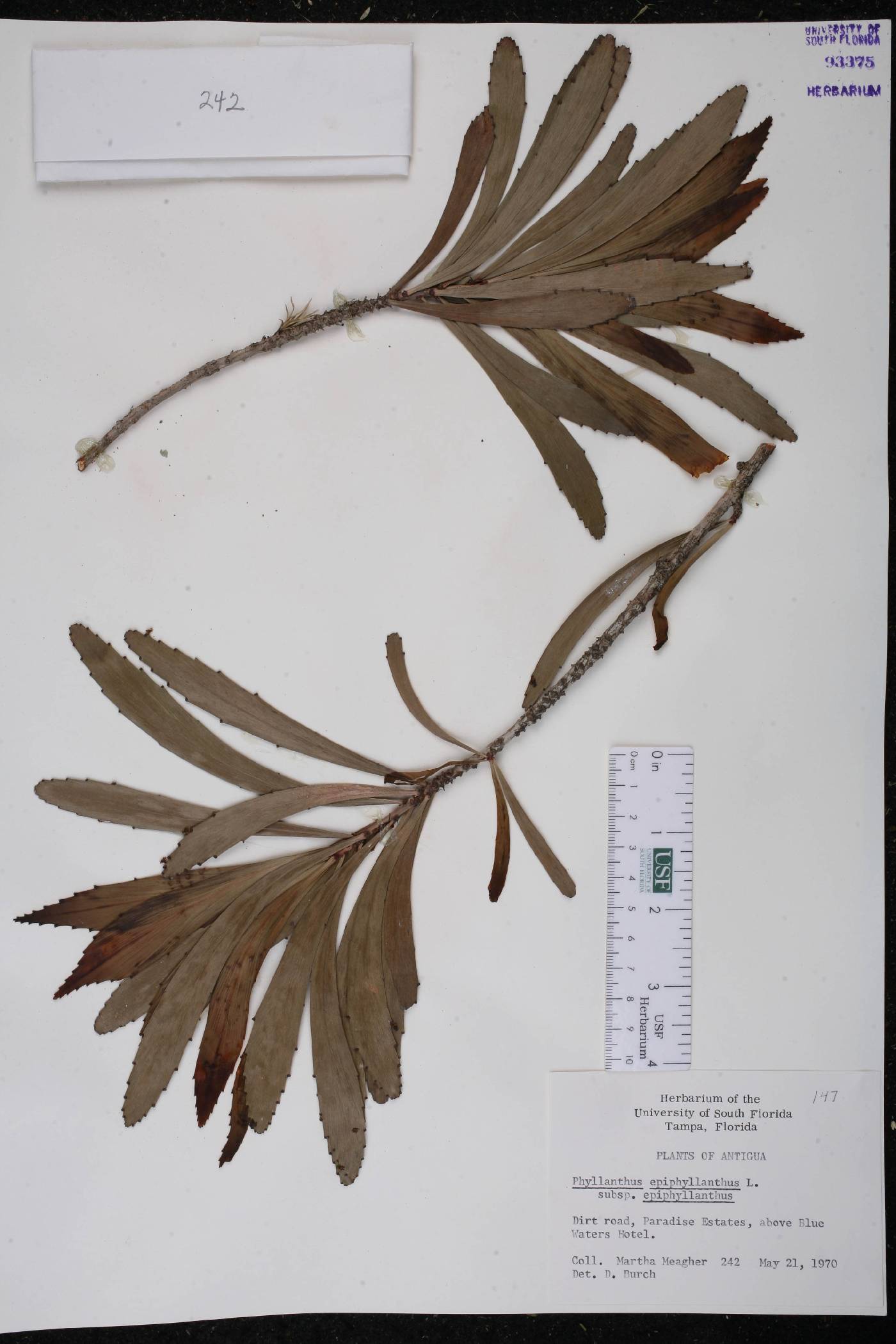 Phyllanthus epiphyllanthus subsp. epiphyllanthus image
