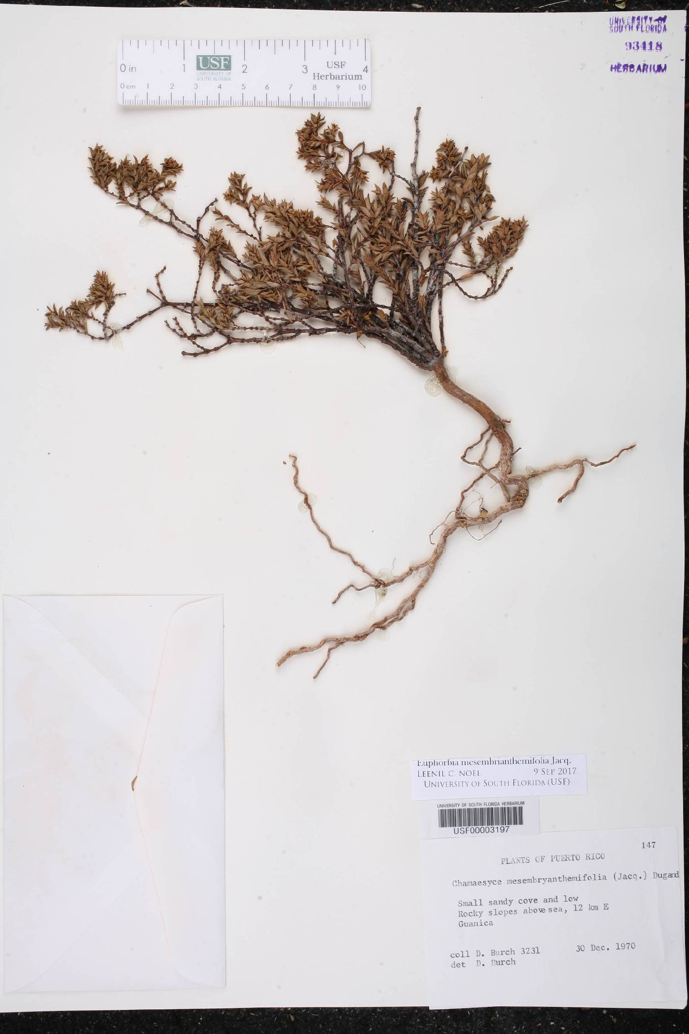 Euphorbia mesembrianthemifolia image