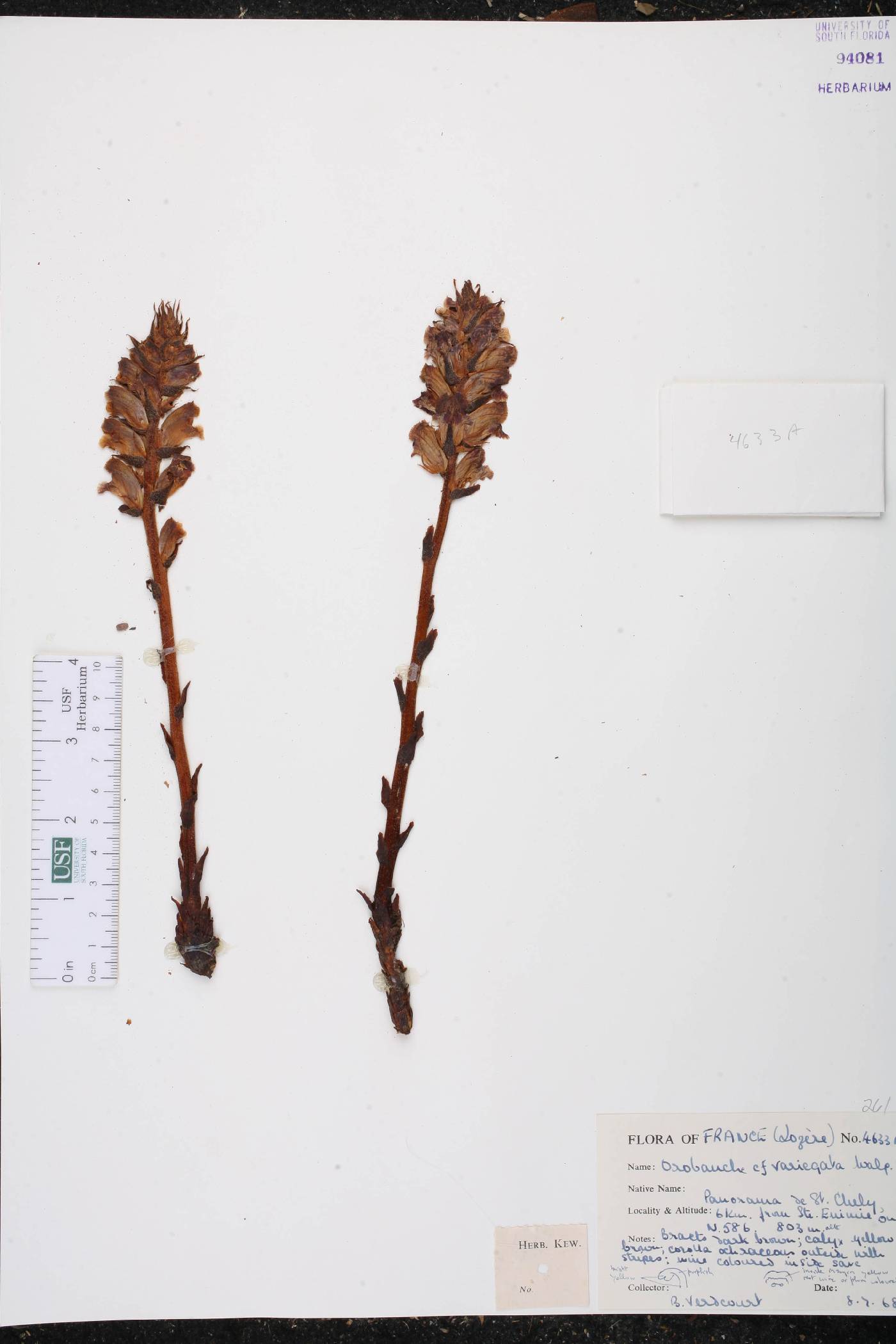 Orobanche variegata image