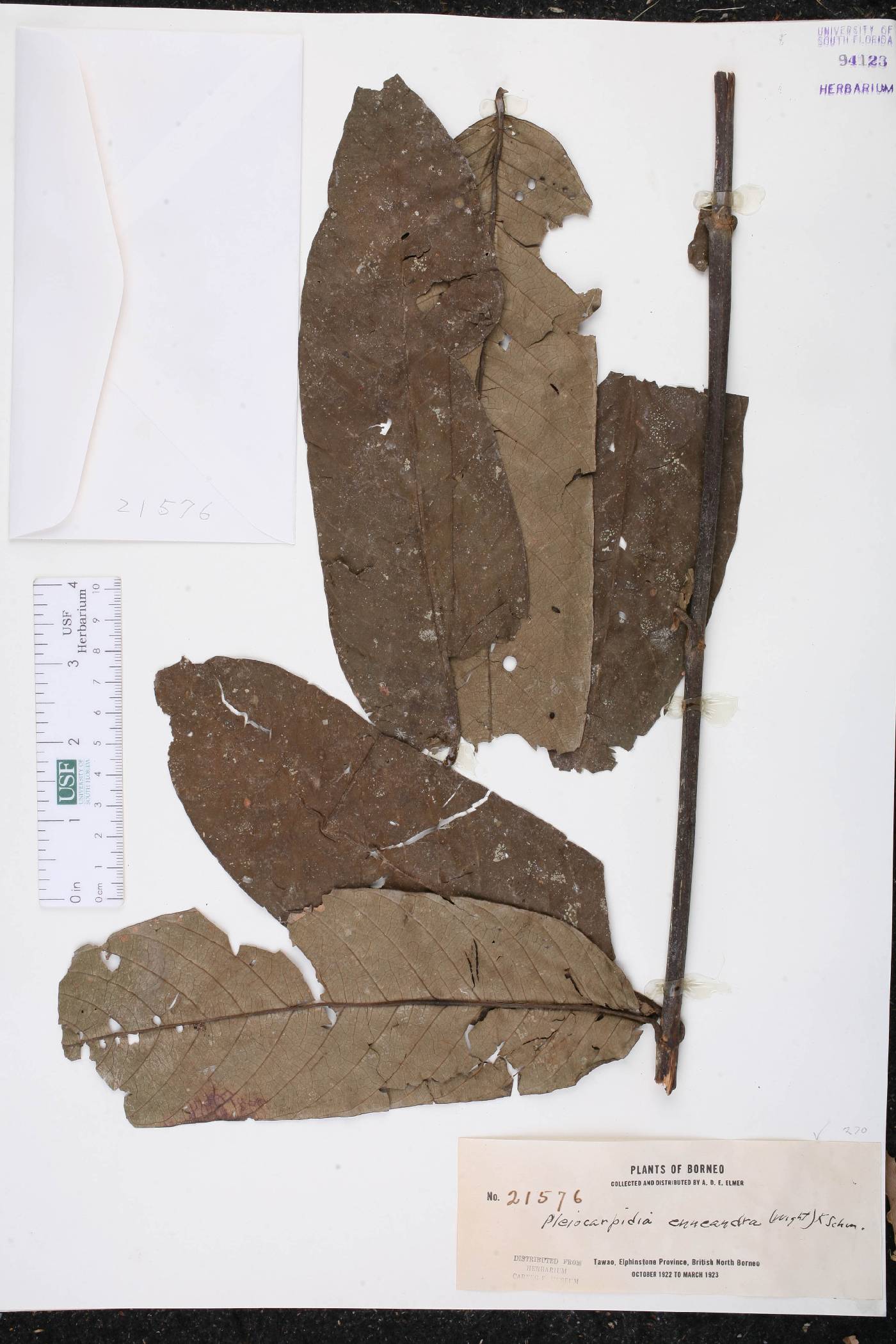 Urophyllum enneandrum image