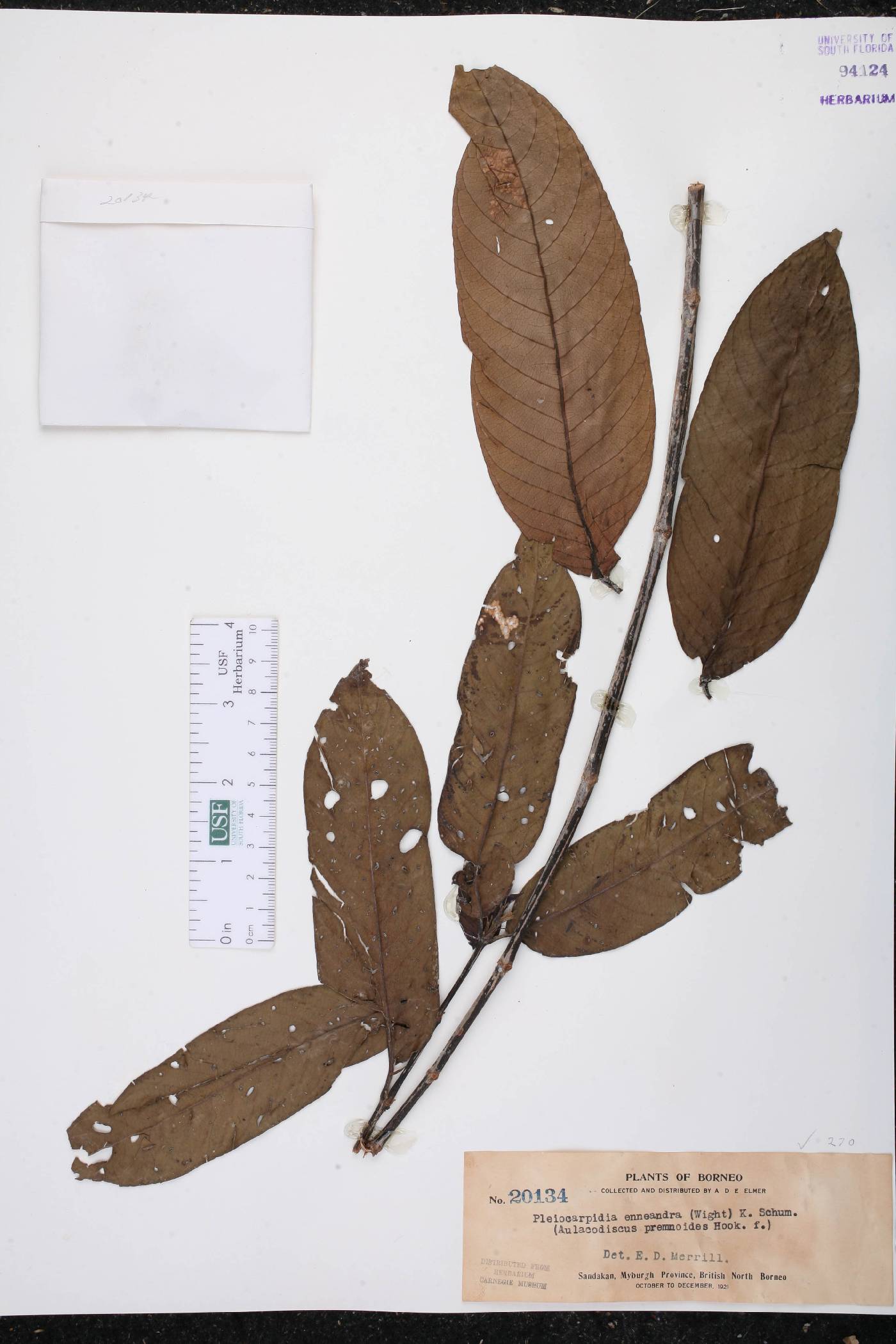 Urophyllum enneandrum image