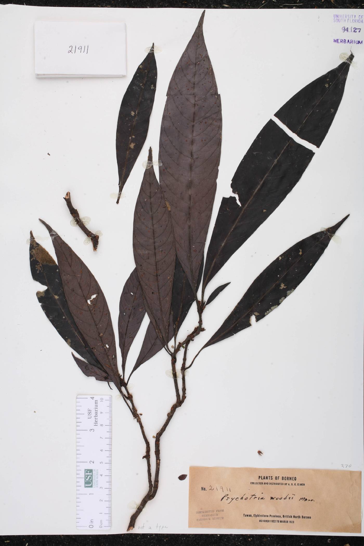 Psychotria woodii image