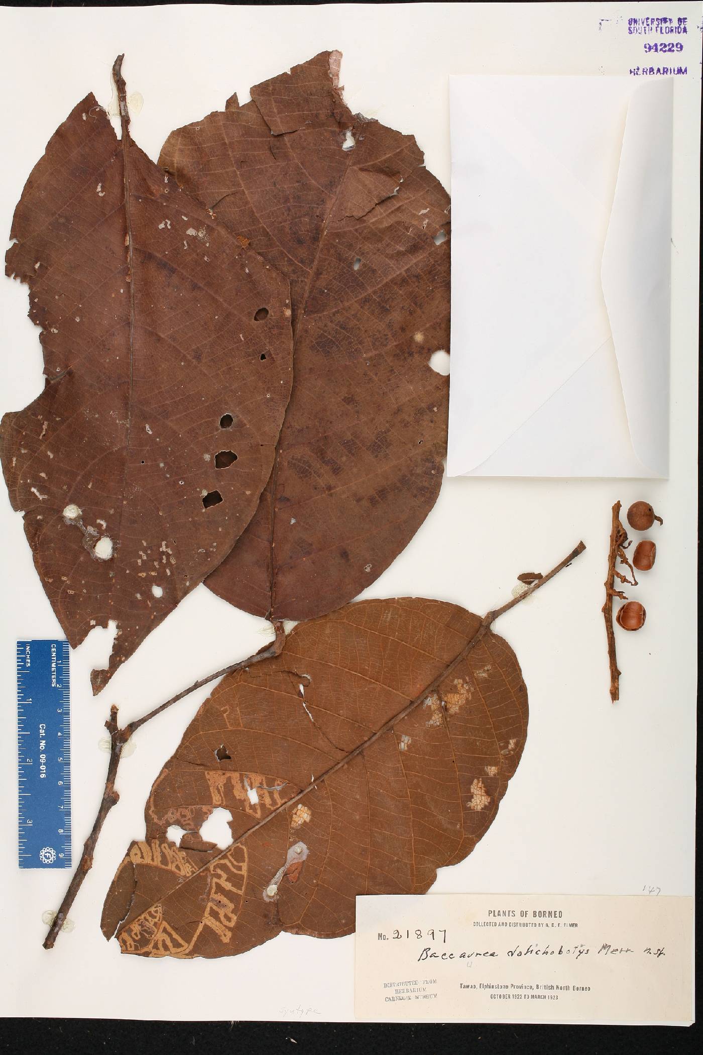 Baccaurea dolichobotrys image