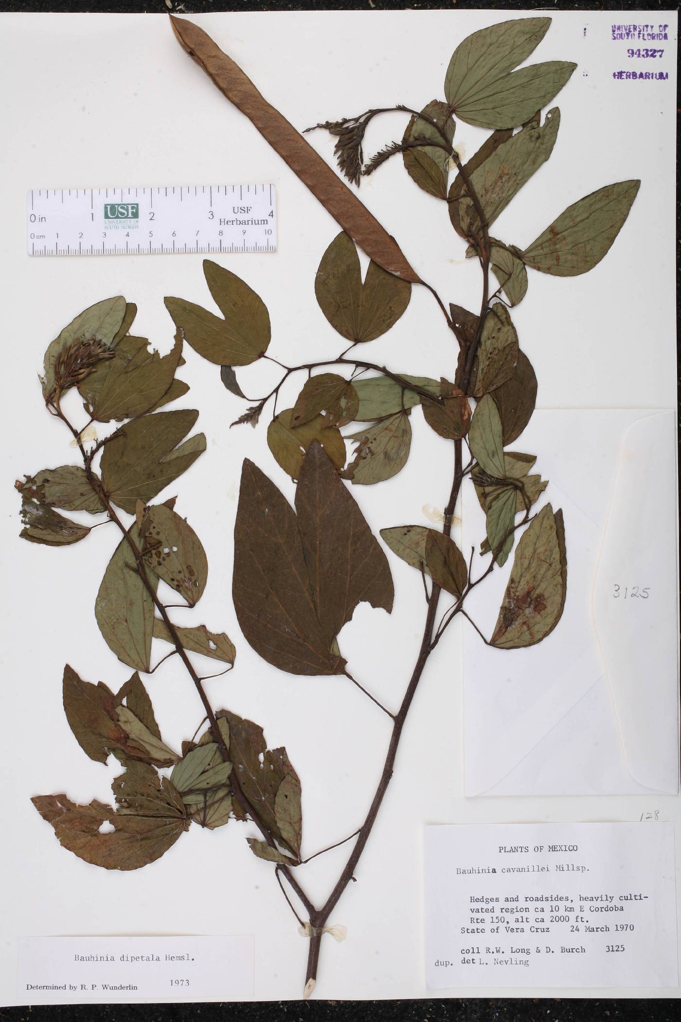 Bauhinia dipetala image