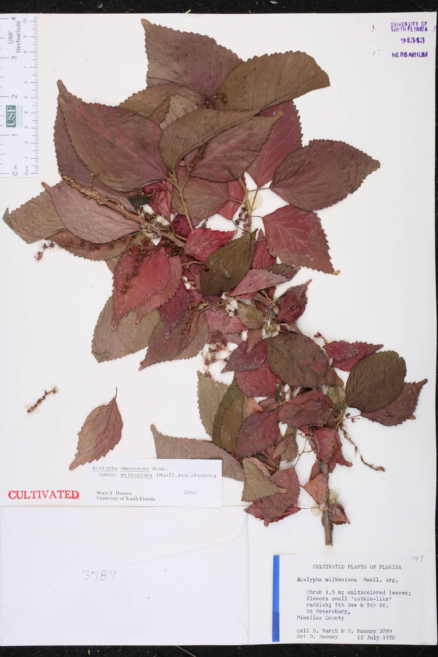 Acalypha wilkesiana image