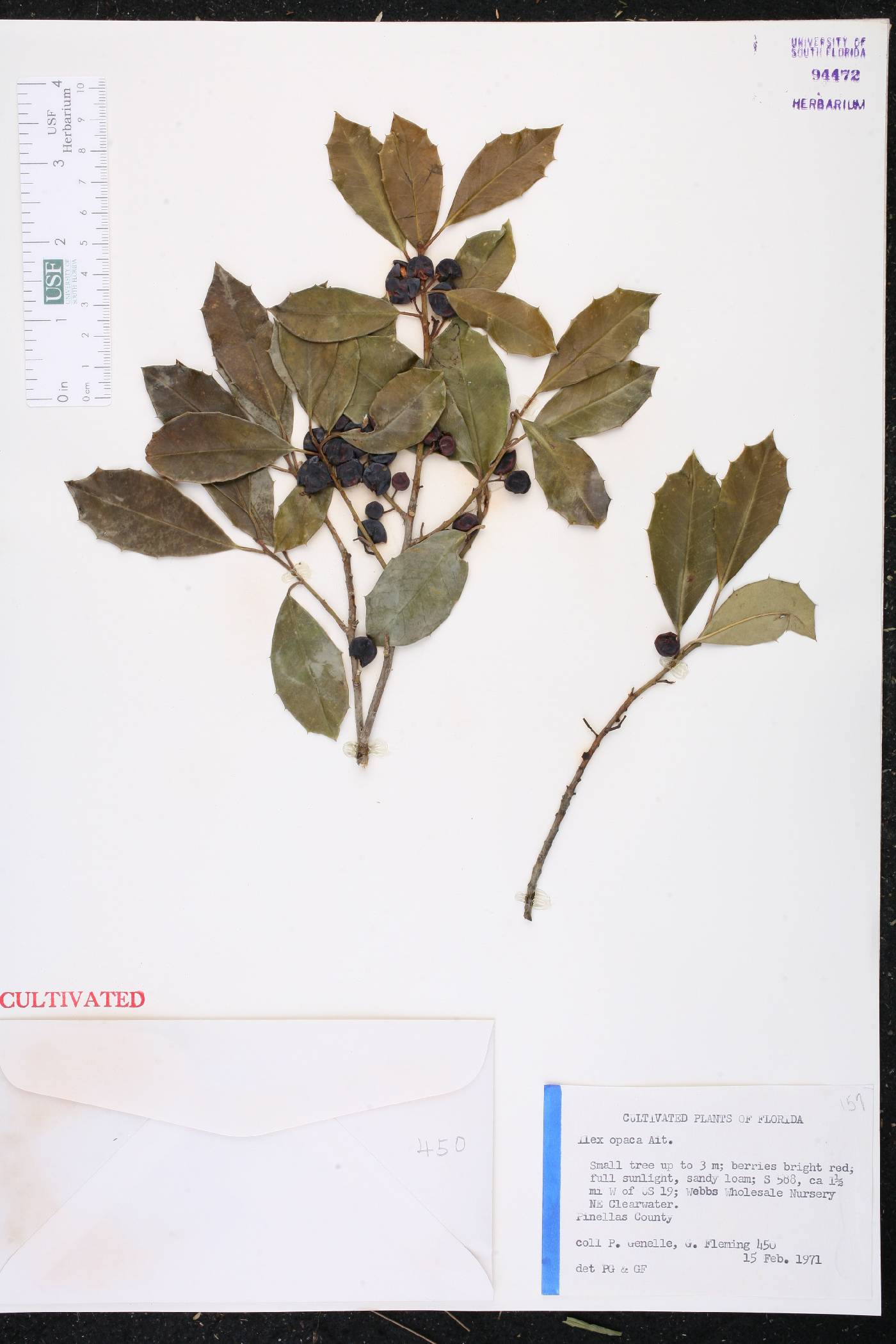 Ilex opaca var. opaca image