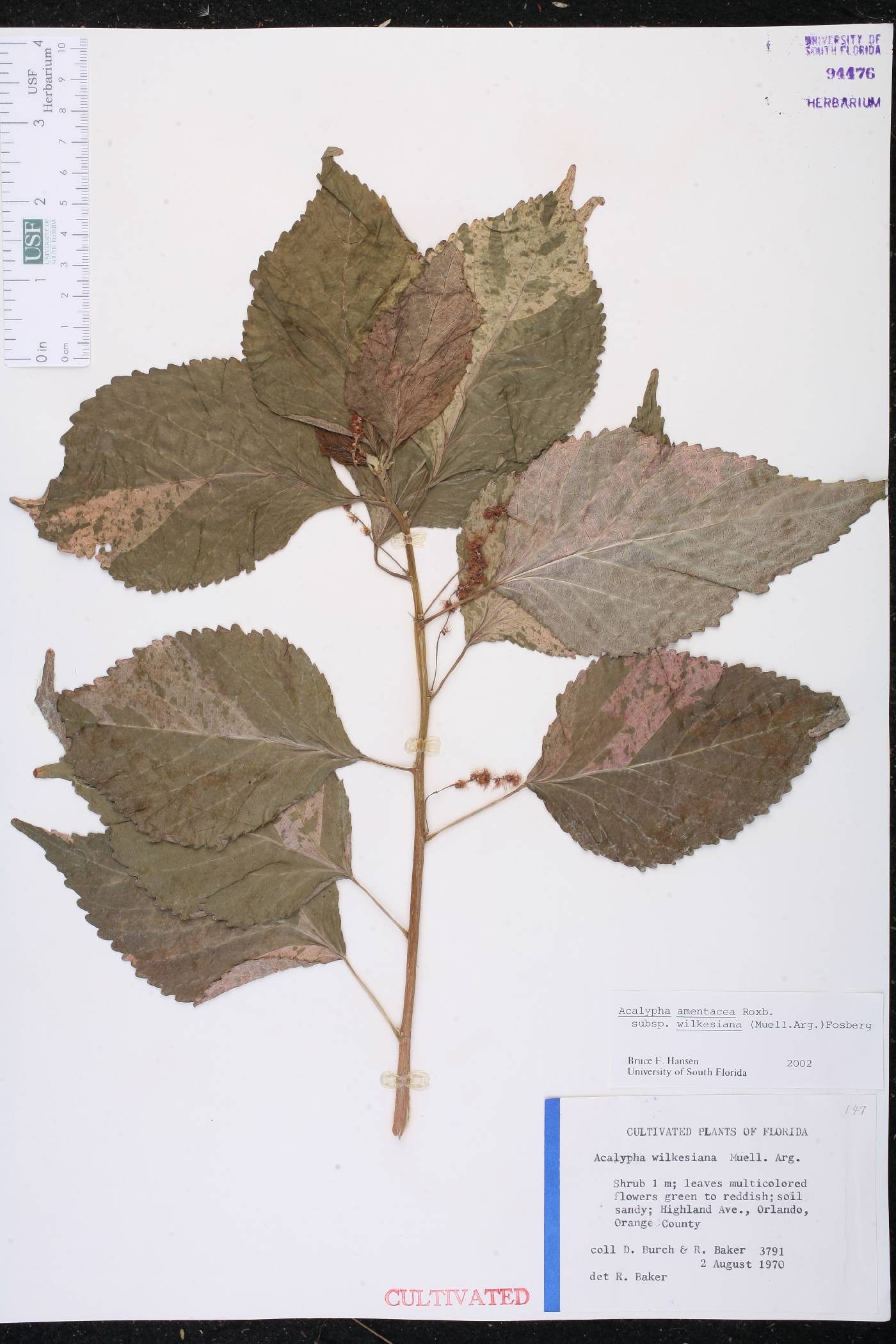 Acalypha wilkesiana image