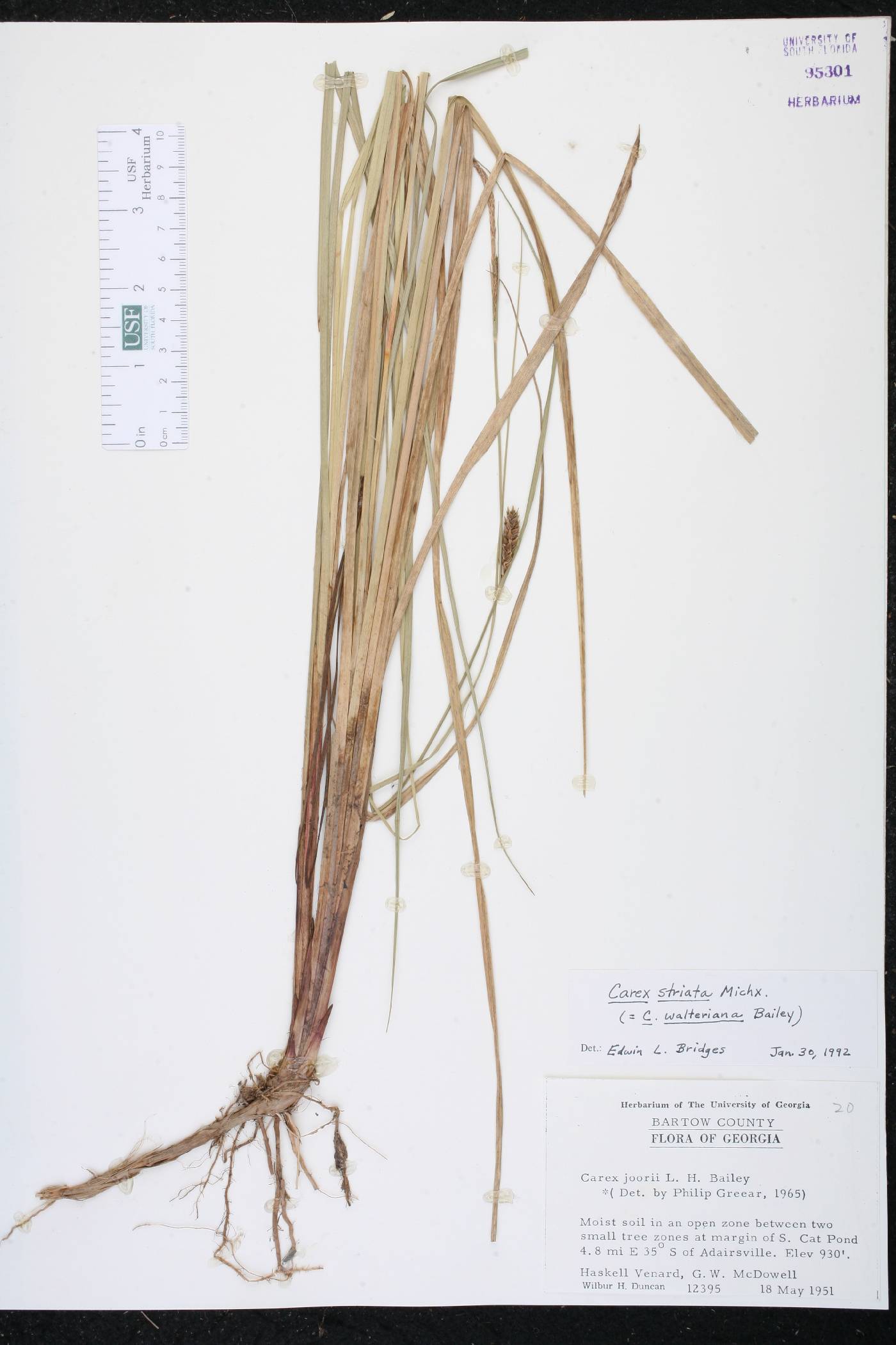 Carex striata image