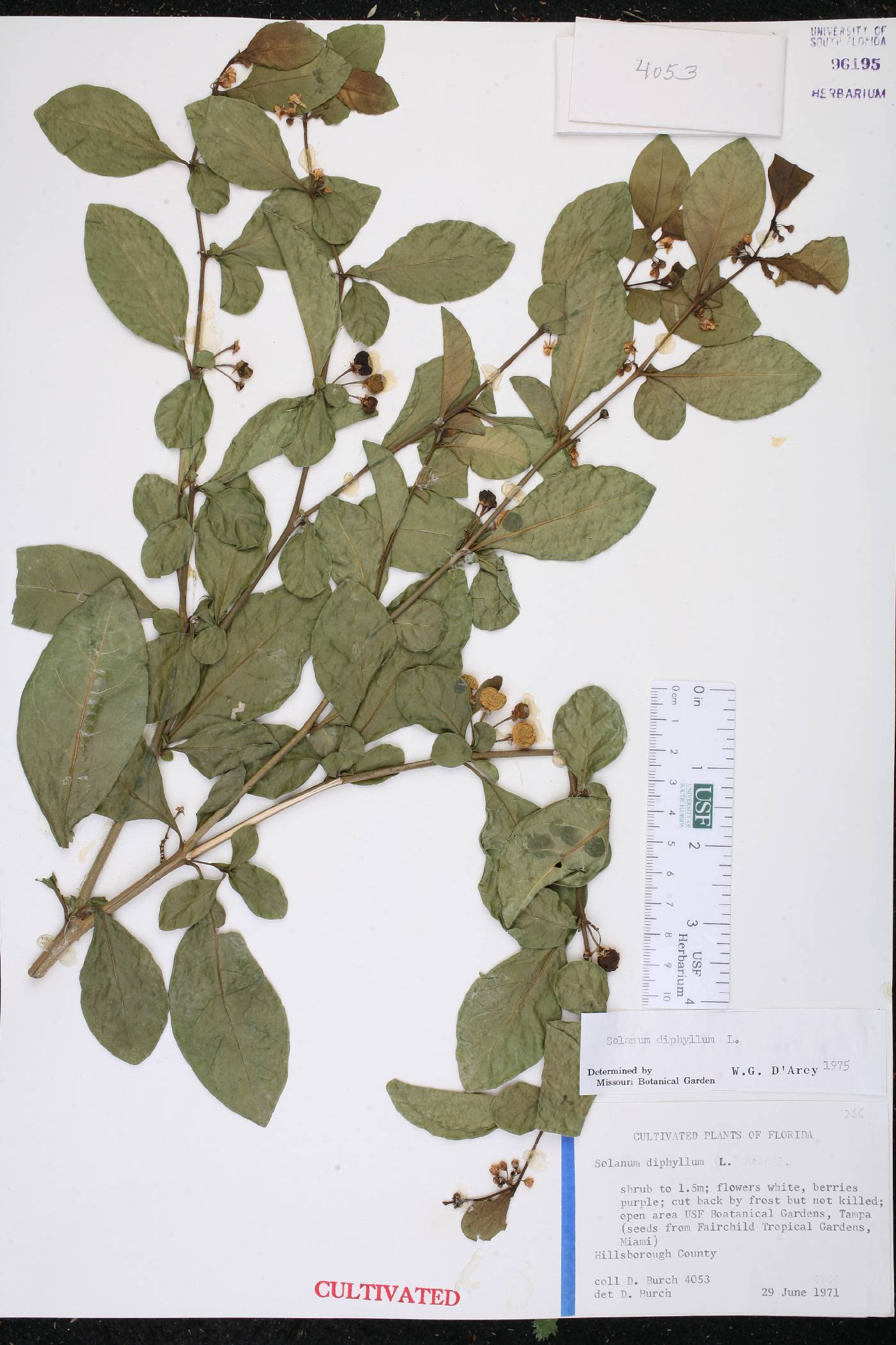 Solanum diphyllum image