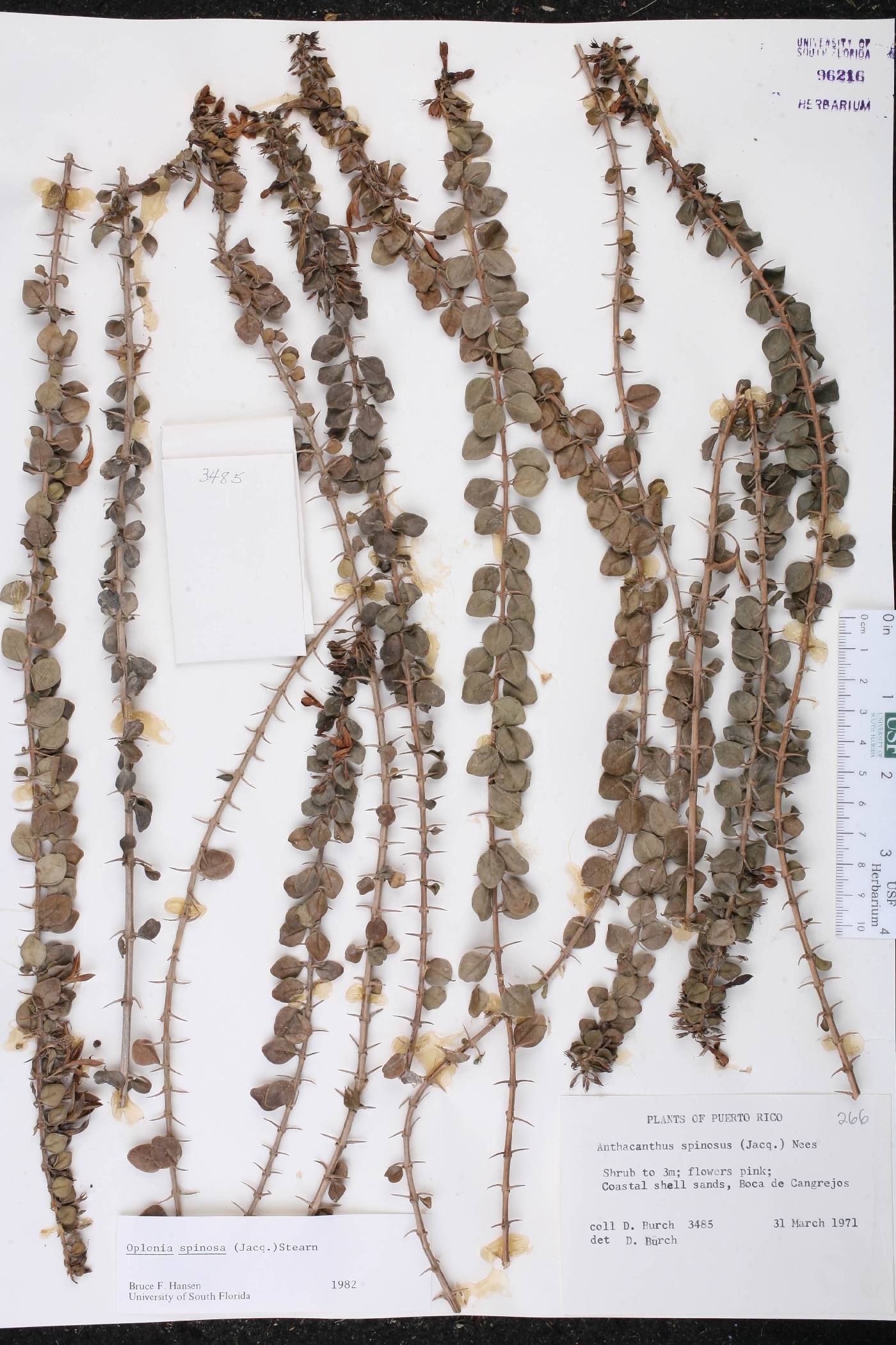 Oplonia spinosa image