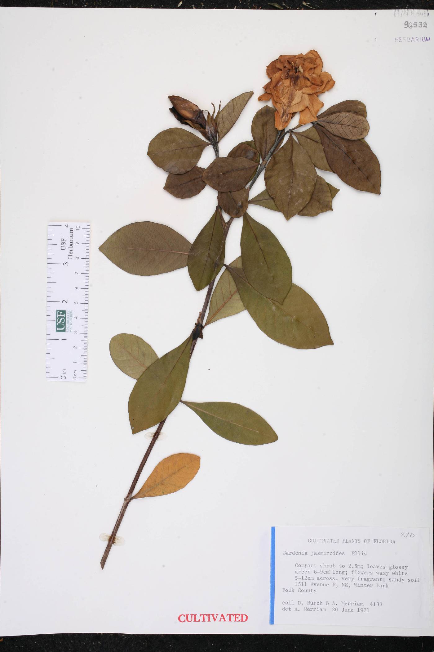 Gardenia jasminoides image