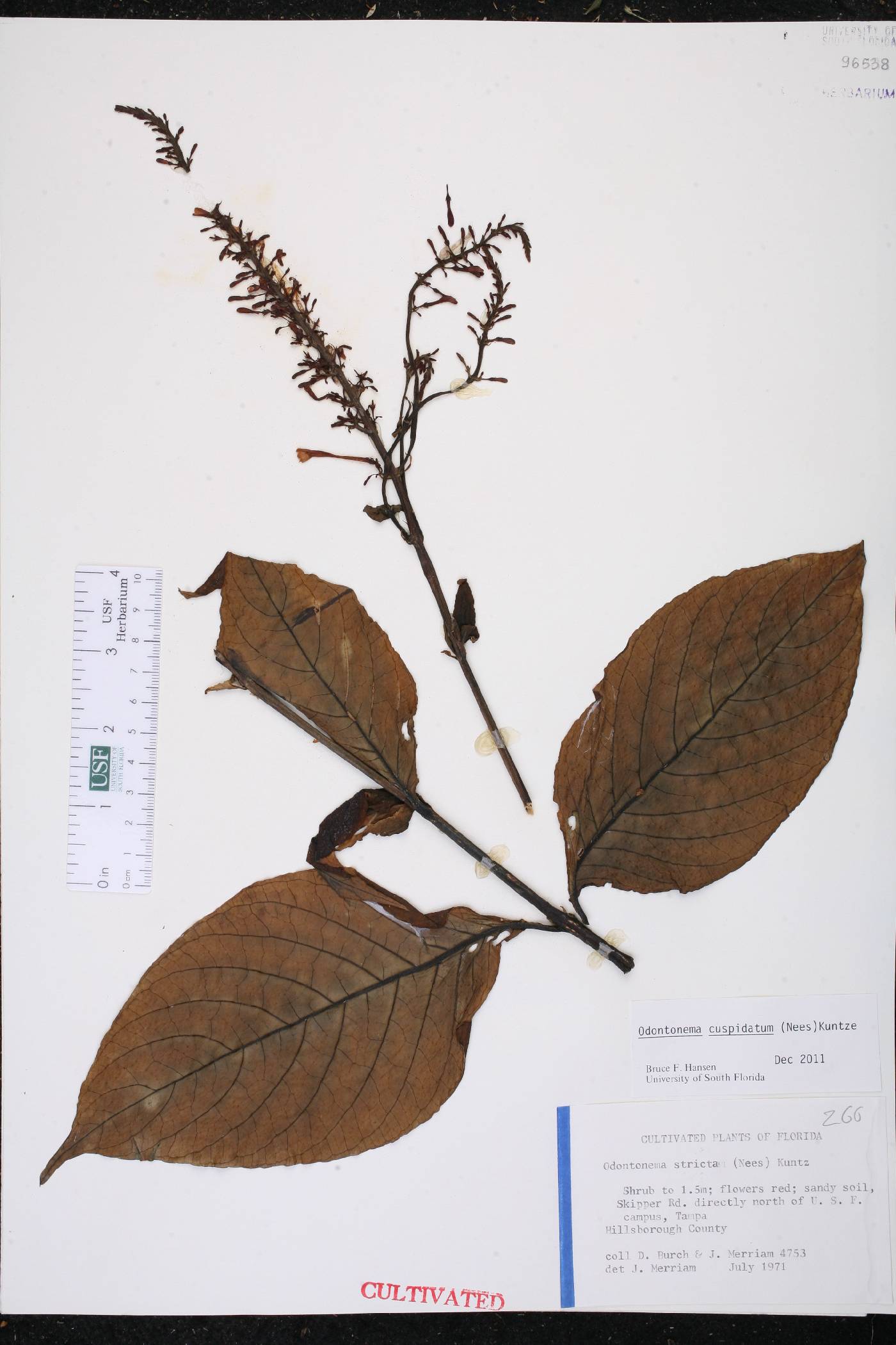 Odontonema image