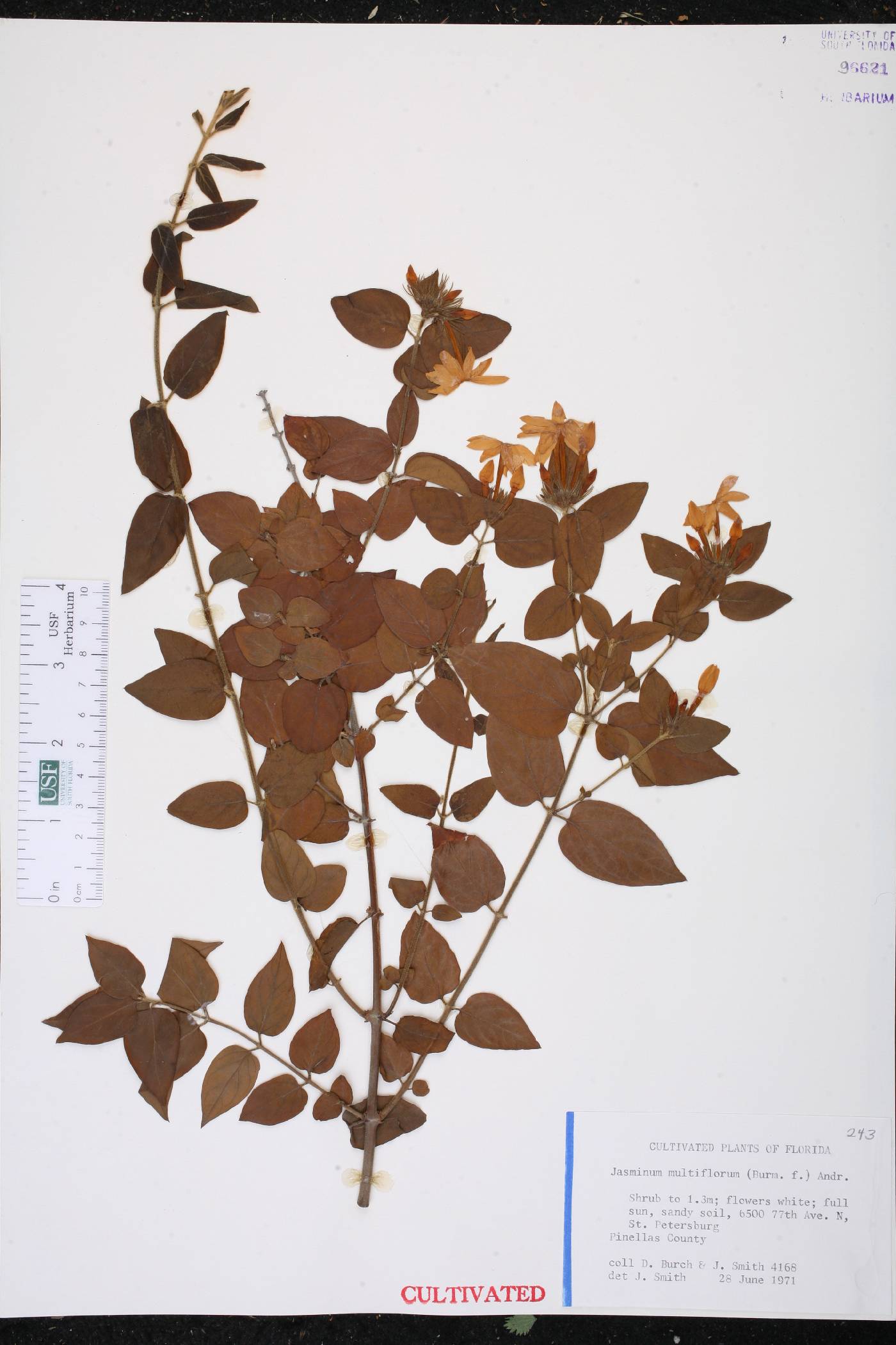 Jasminum multiflorum image