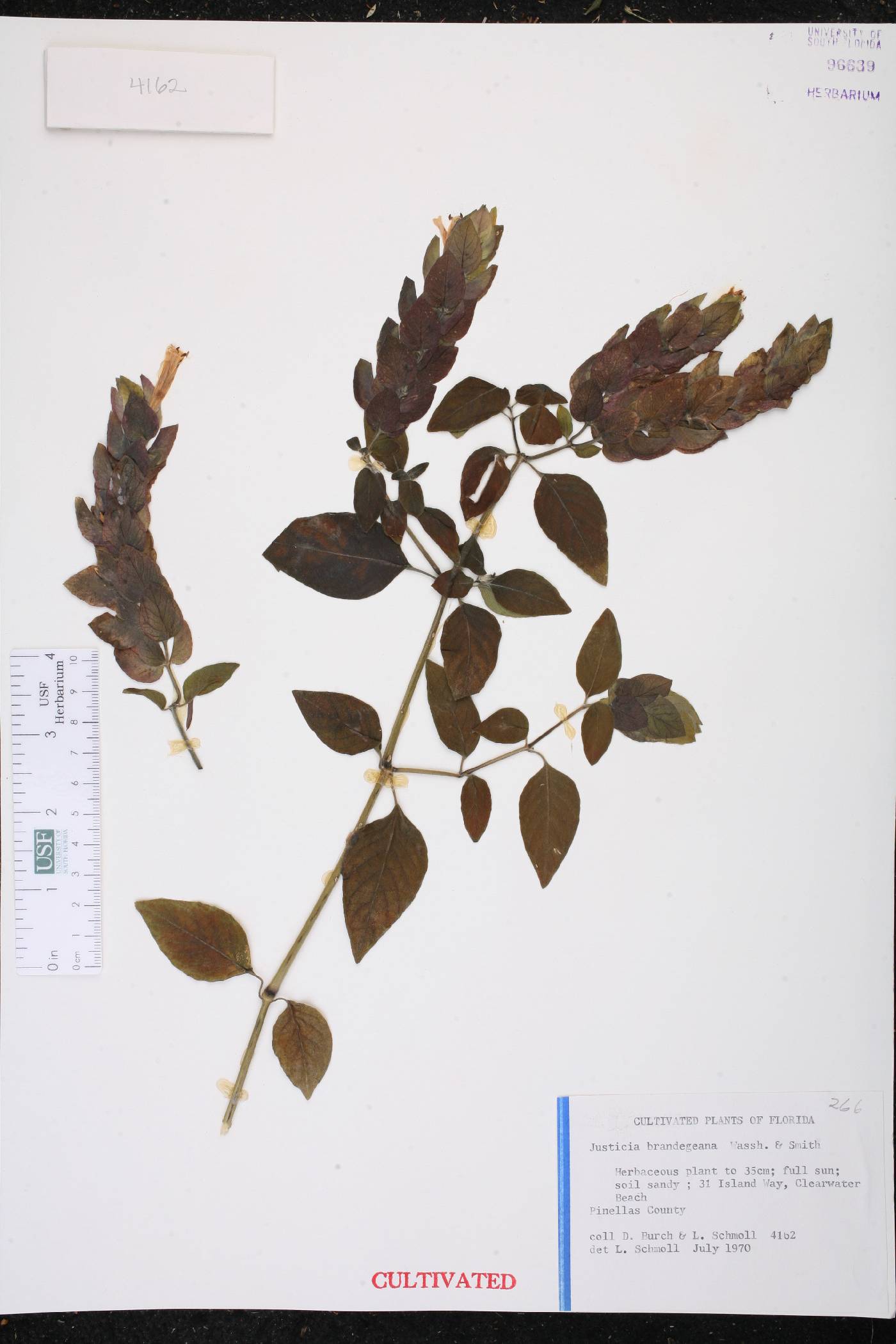 Justicia brandegeeana image