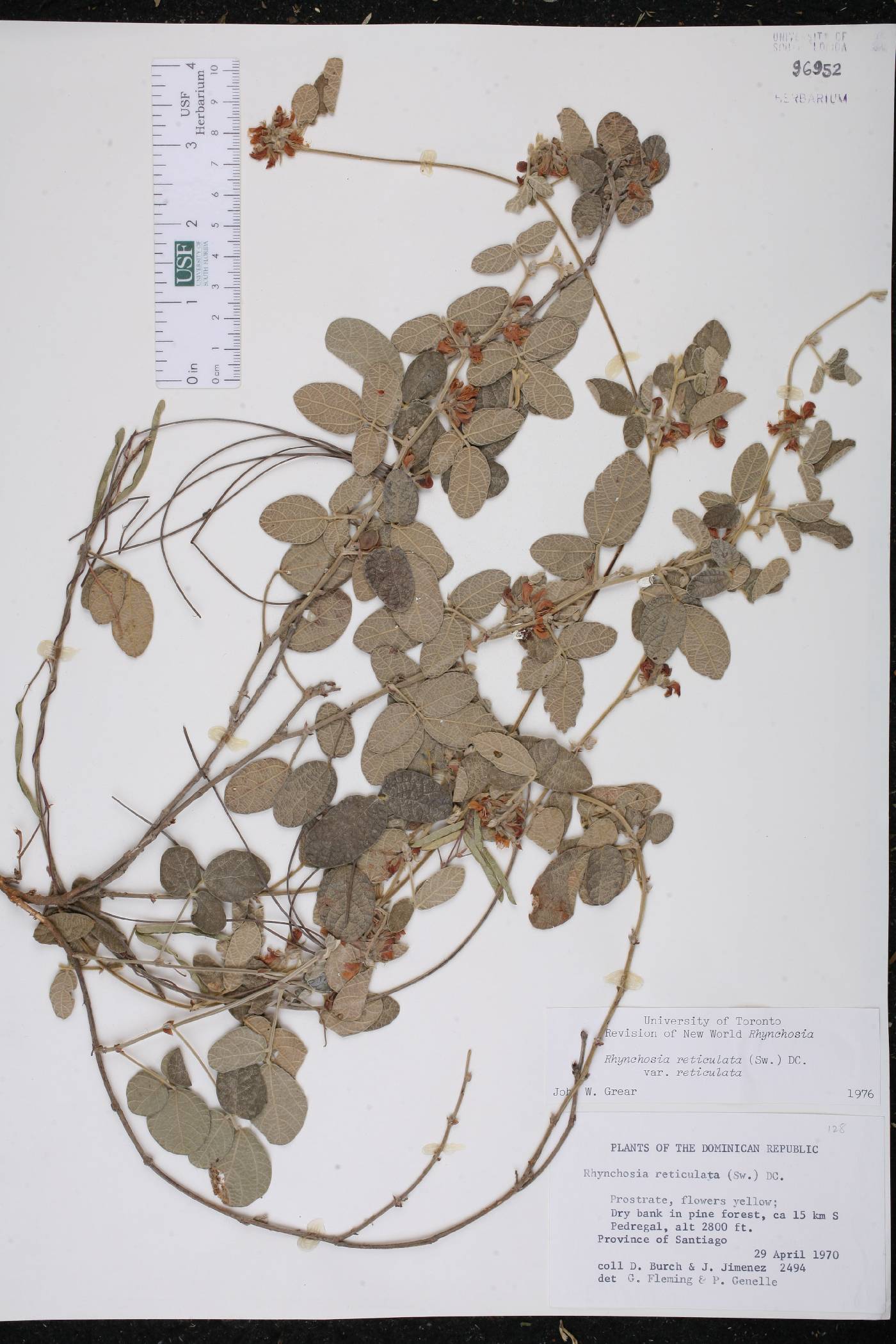 Rhynchosia reticulata var. reticulata image