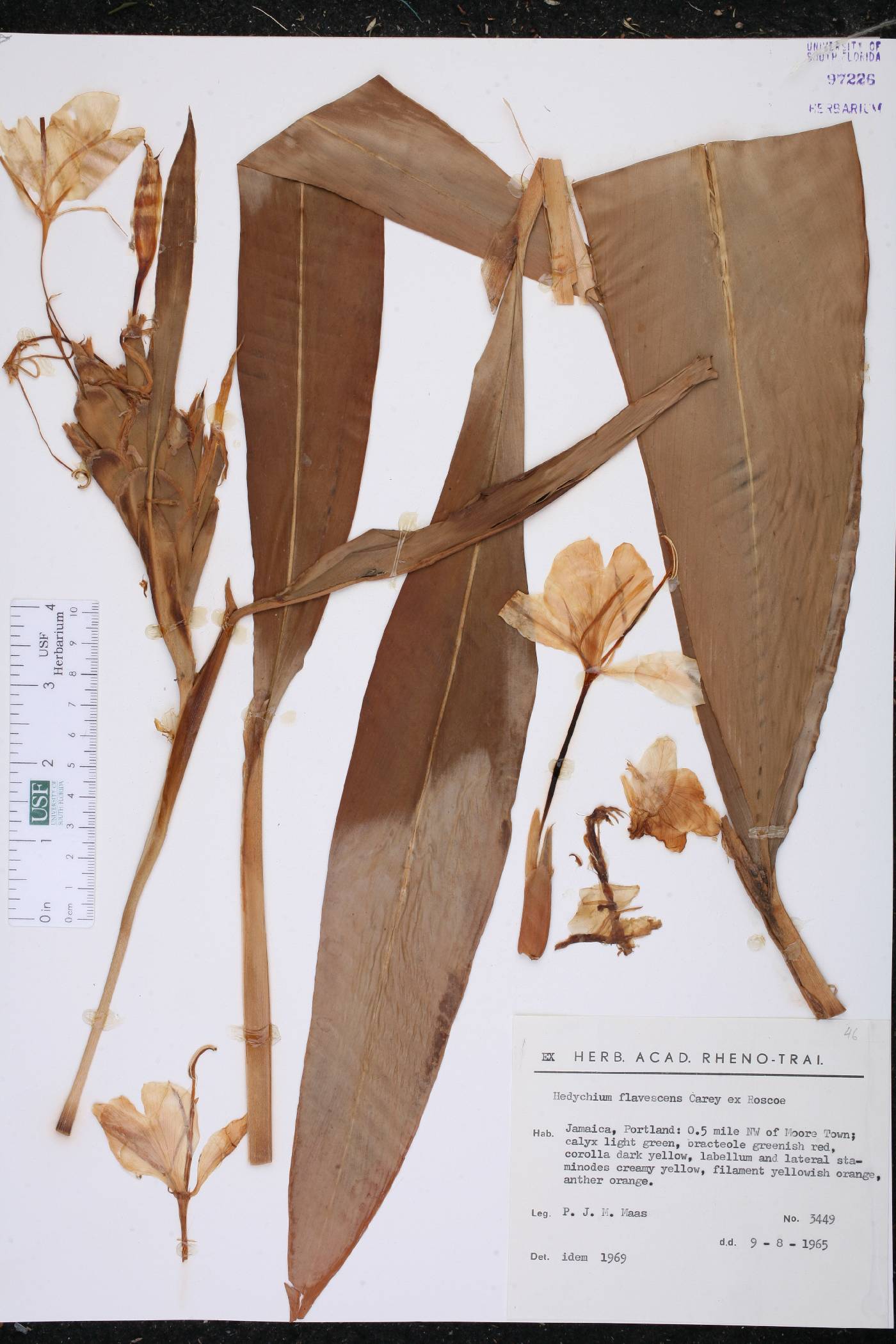 Hedychium flavescens image