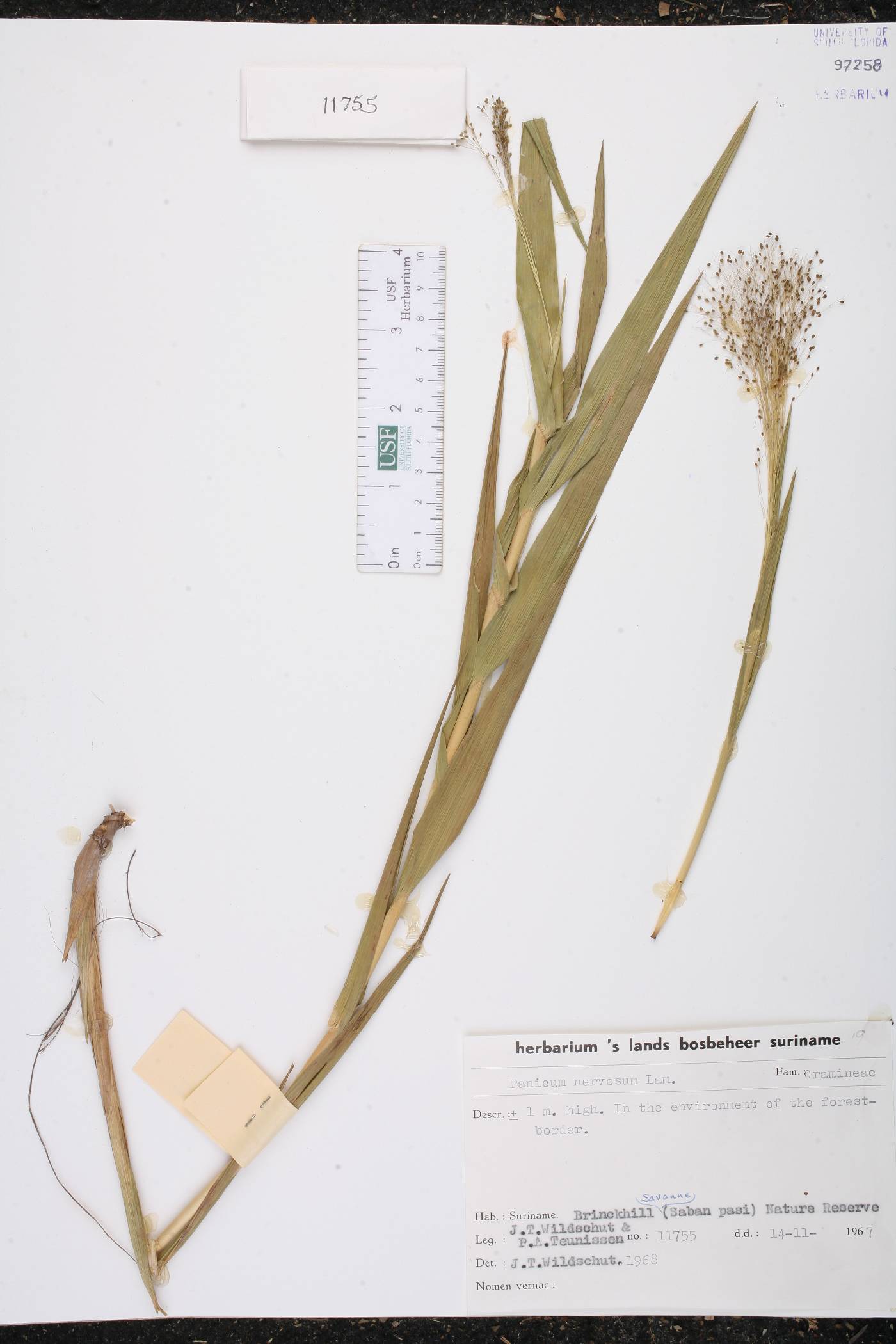 Panicum nervosum image