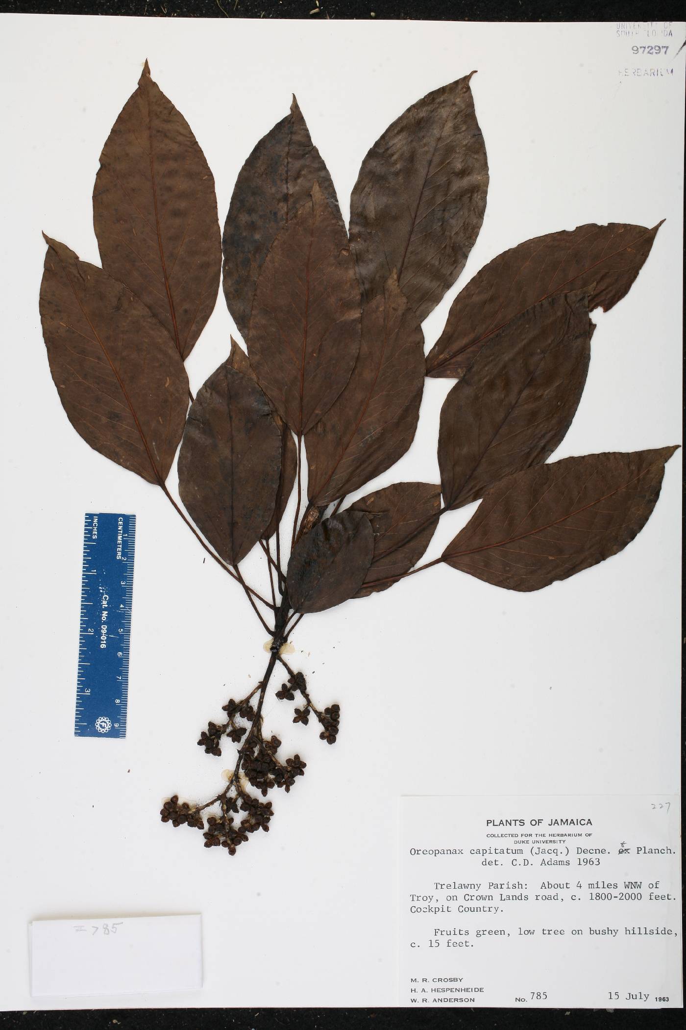 Oreopanax capitatus image