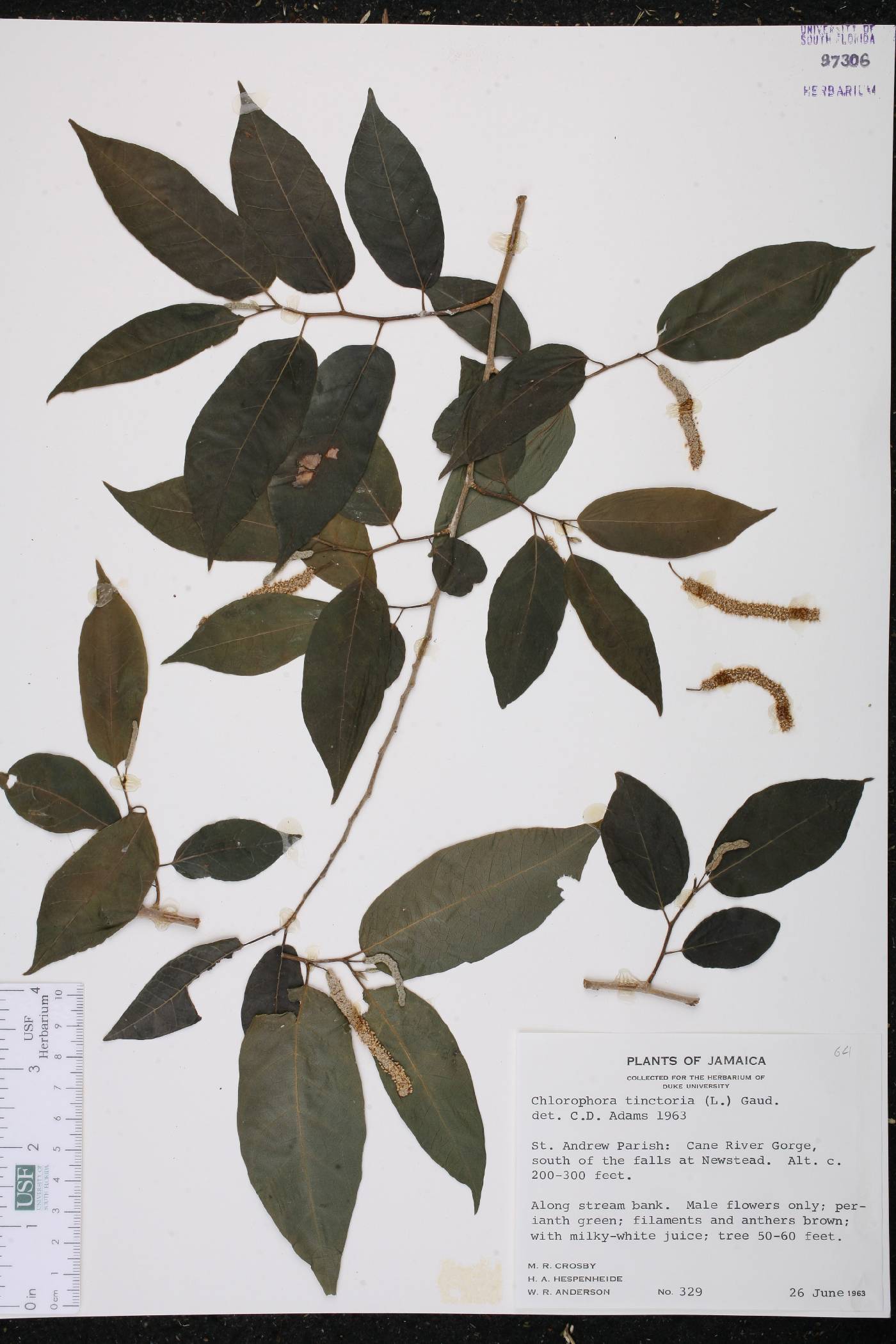 Chlorophora image