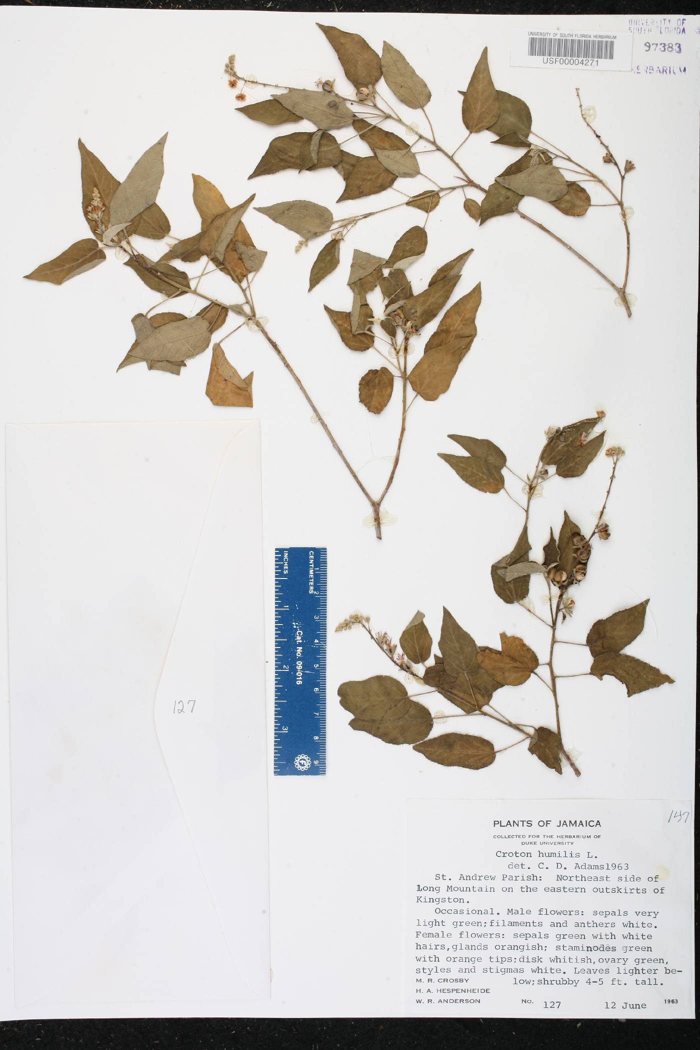 Croton humilis image