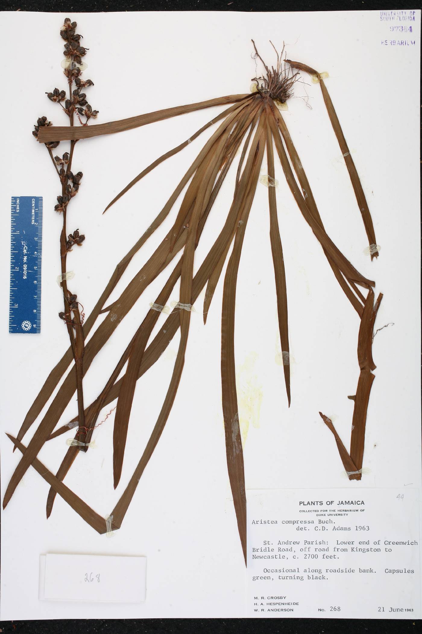 Aristea compressa image