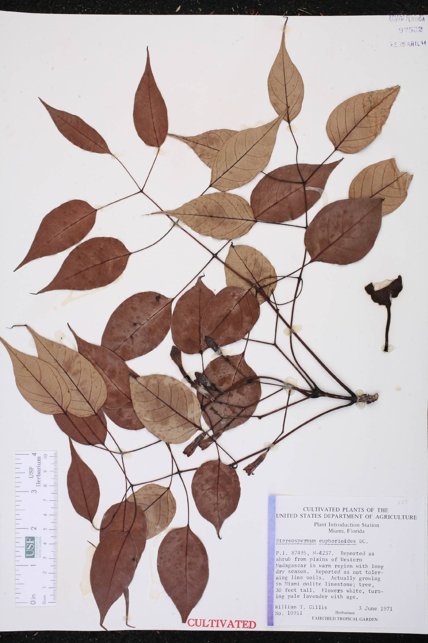 Stereospermum euphorioides image