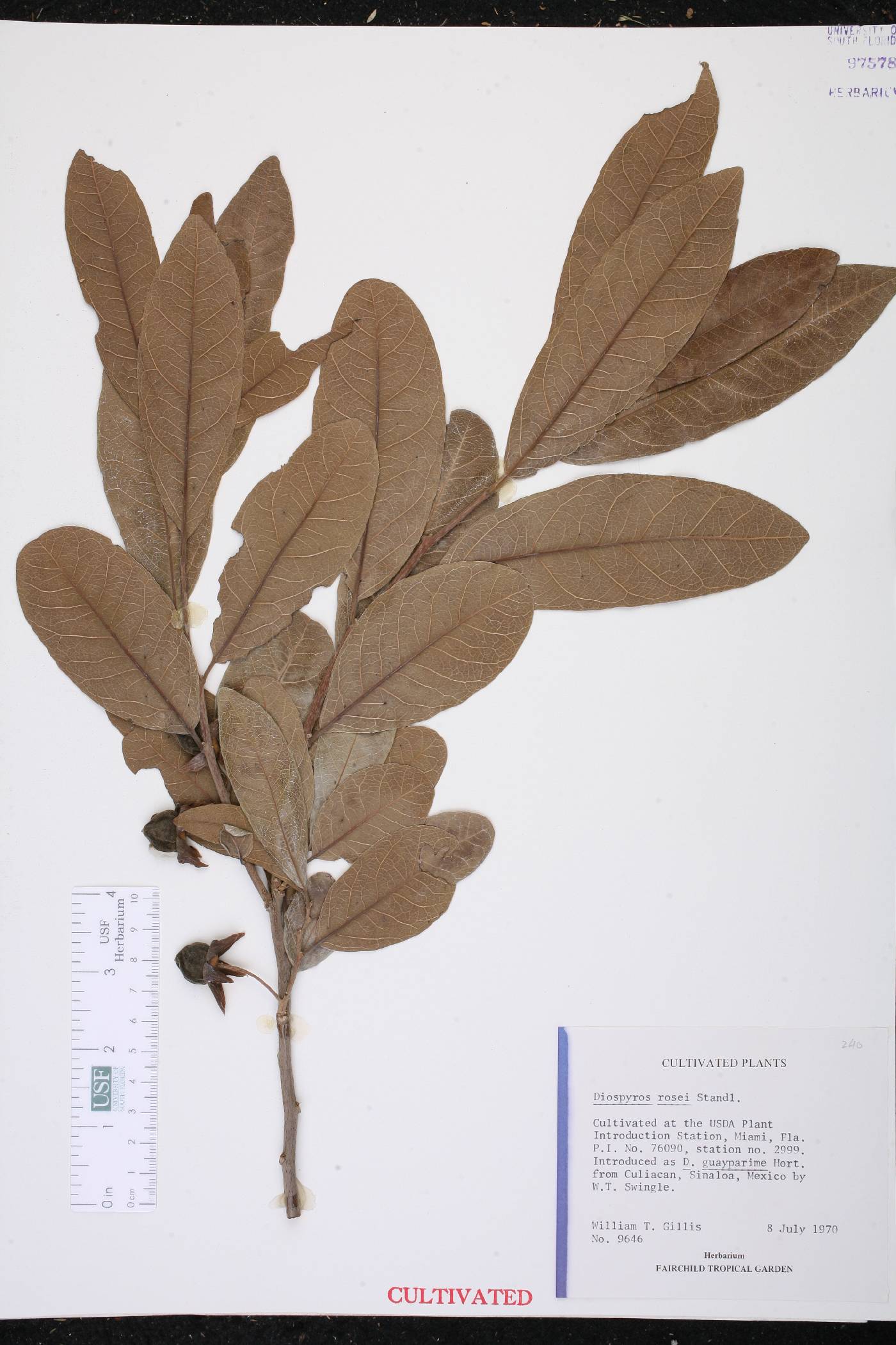 Diospyros rosei image