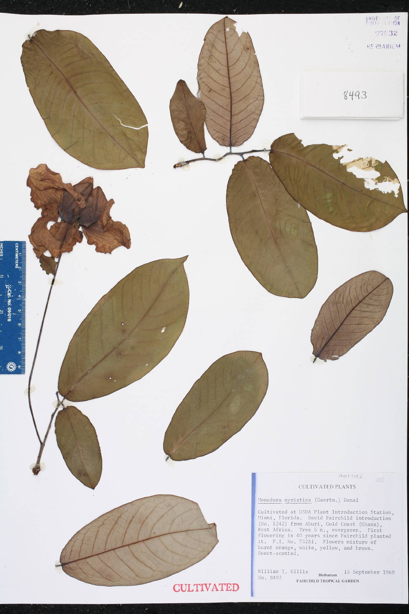 Monodora myristica image