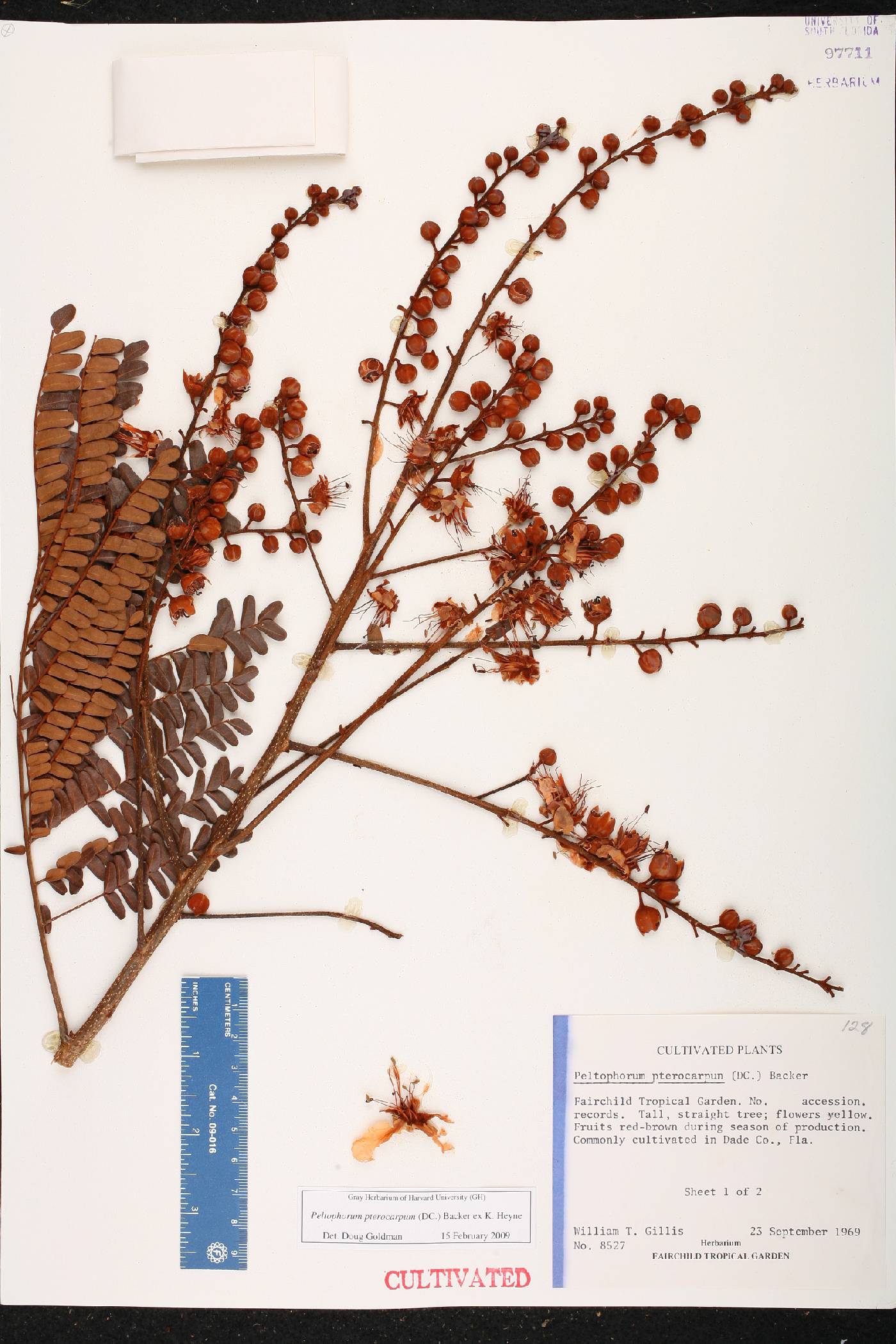 Peltophorum pterocarpum image