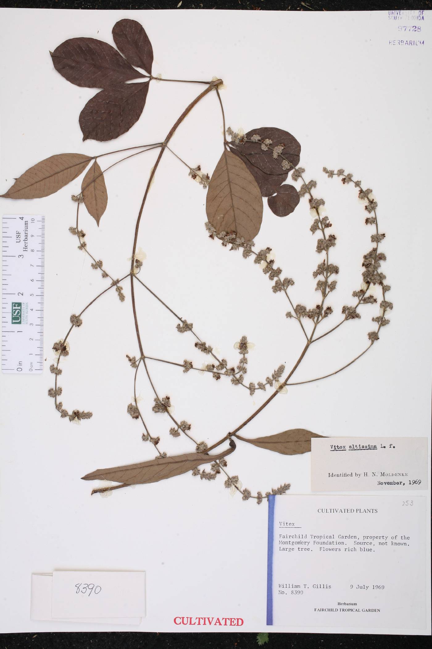 Vitex altissima image