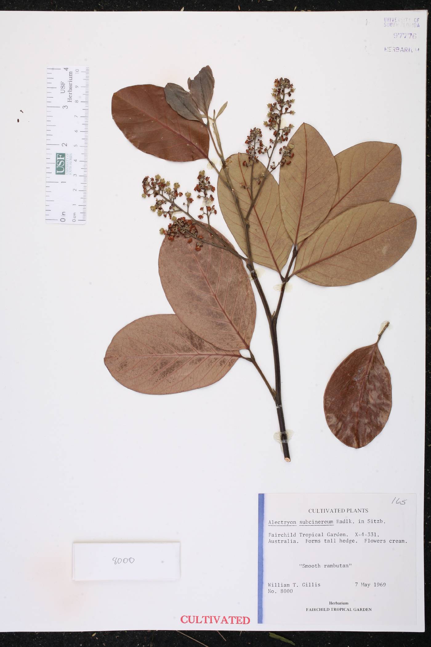 Alectryon subcinereum image