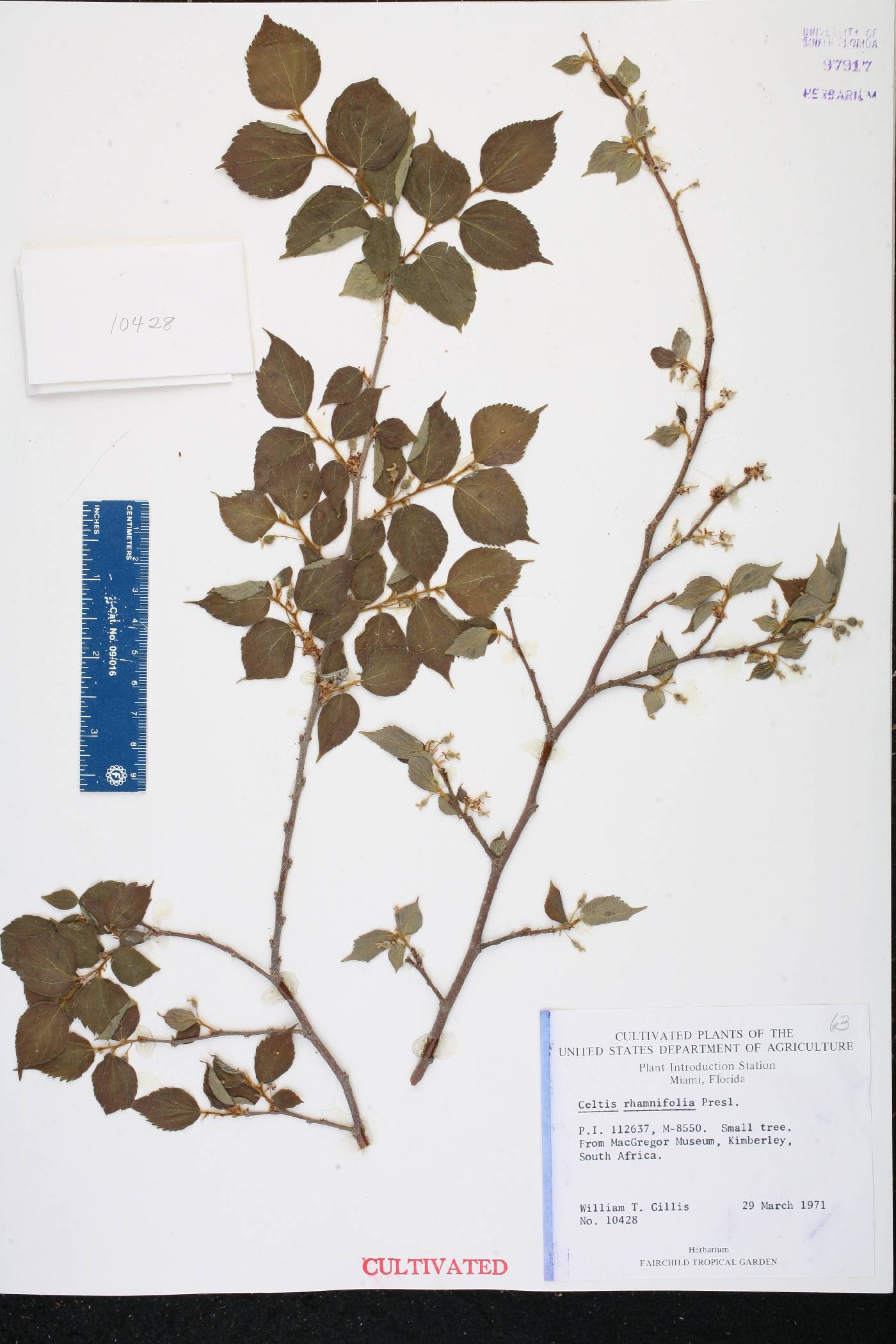 Rhamnus prinoides image