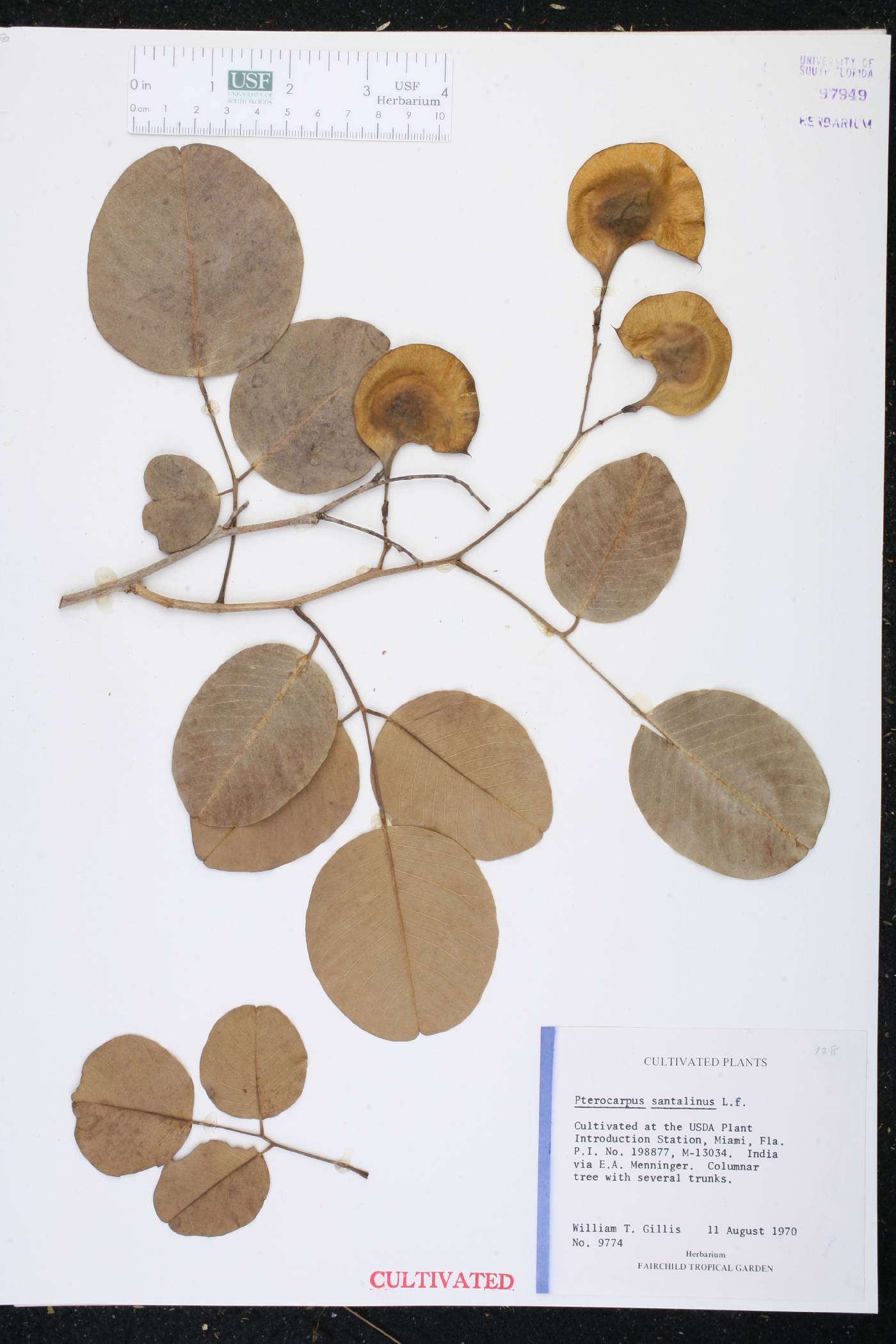 Pterocarpus santalinus image