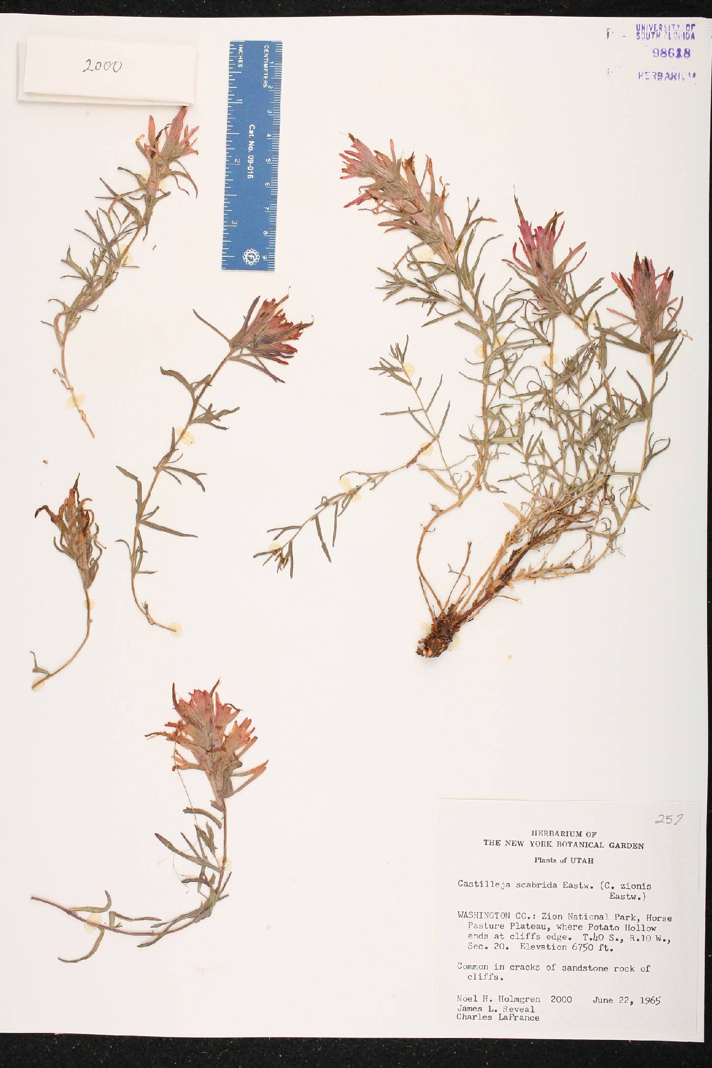 Castilleja scabrida image