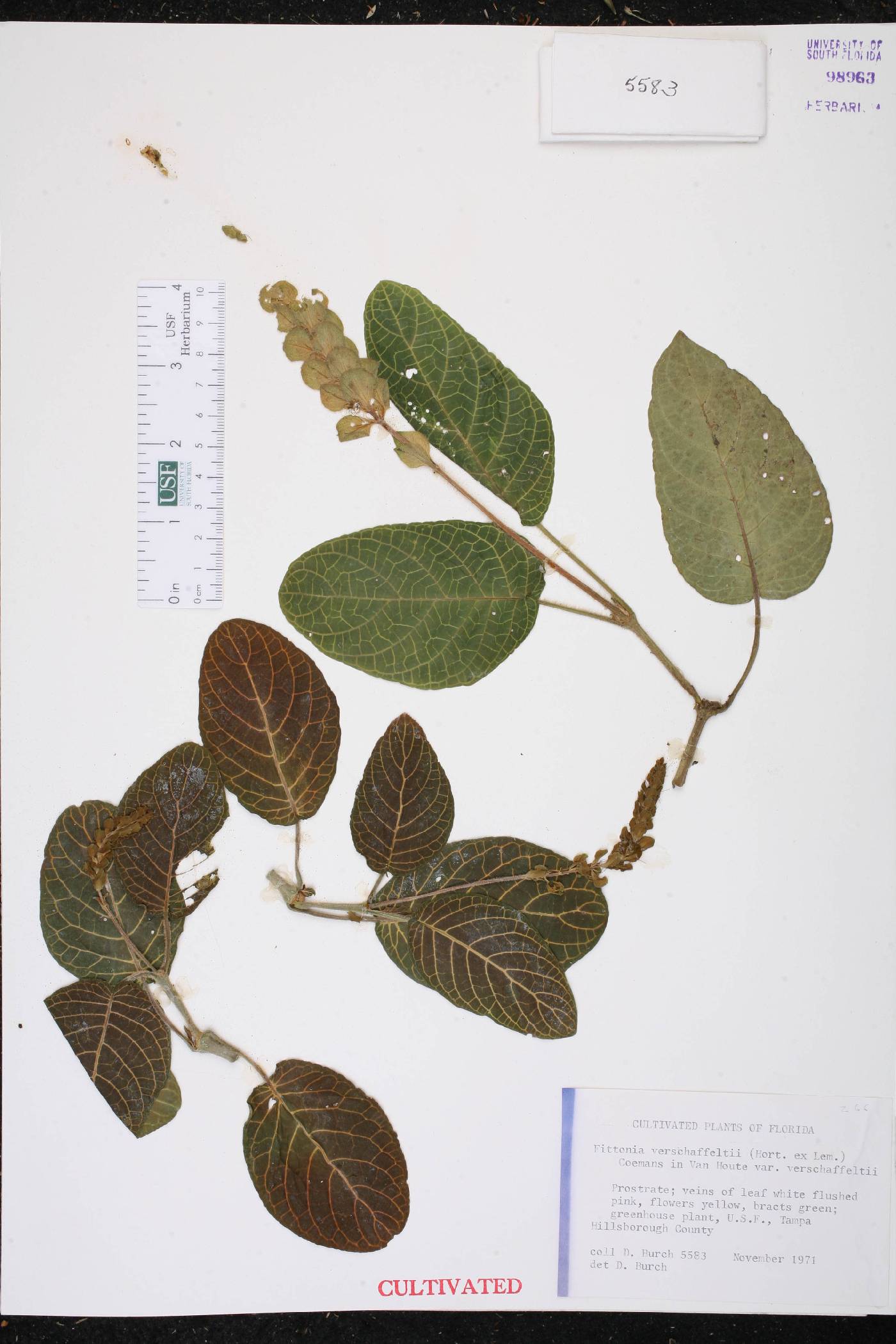 Fittonia albivenis image