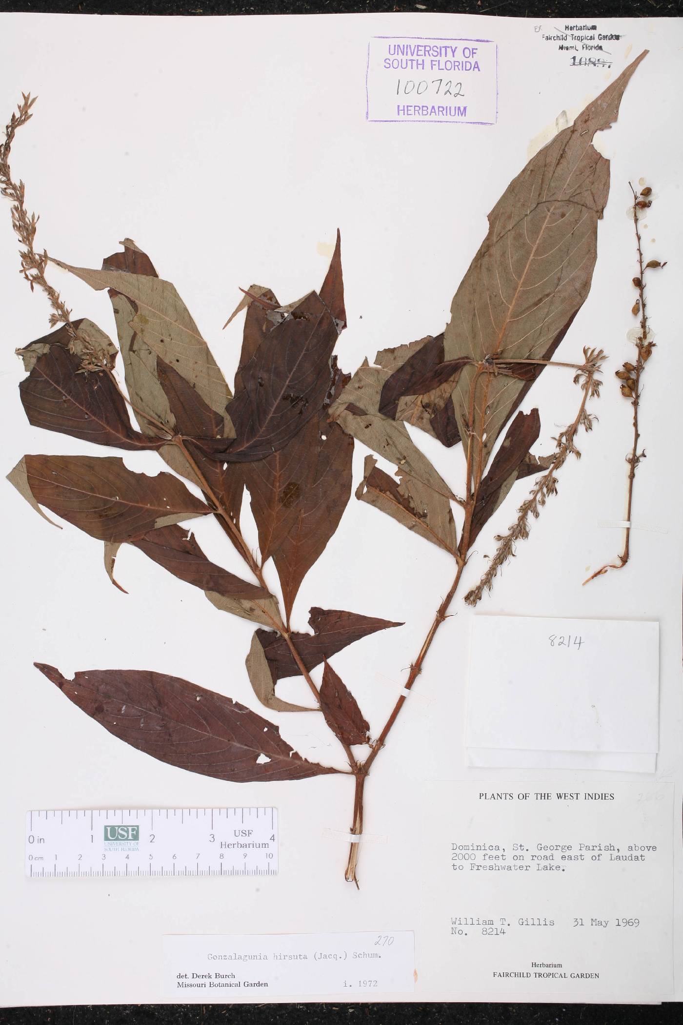Gonzalagunia hirsuta image