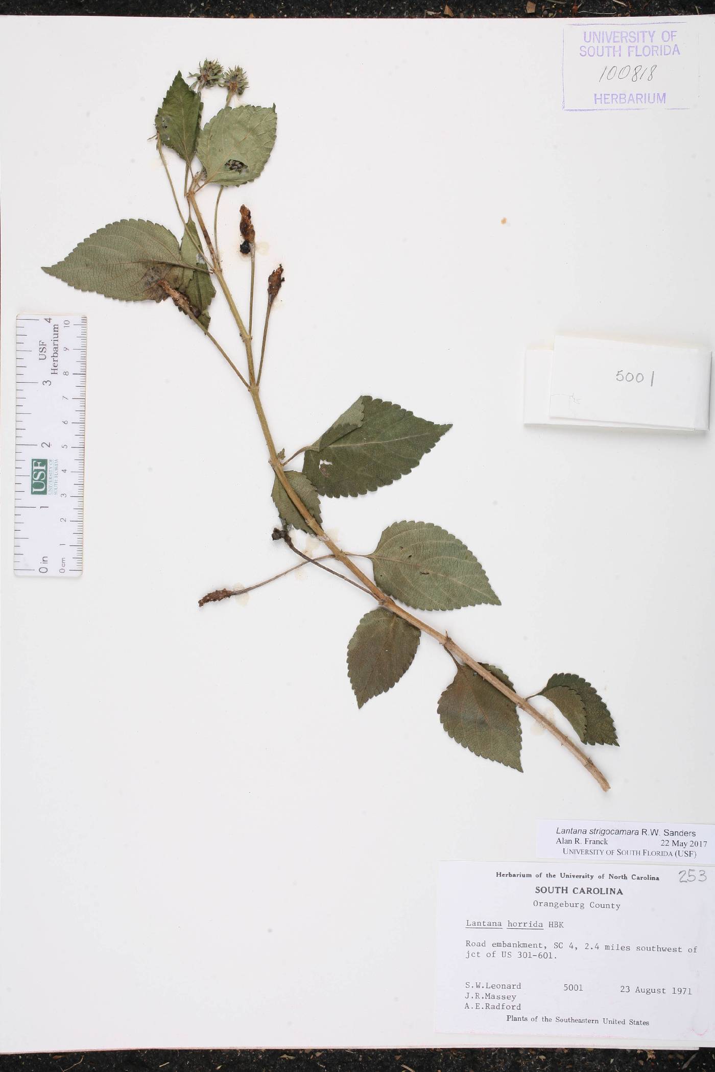 Lantana horrida image