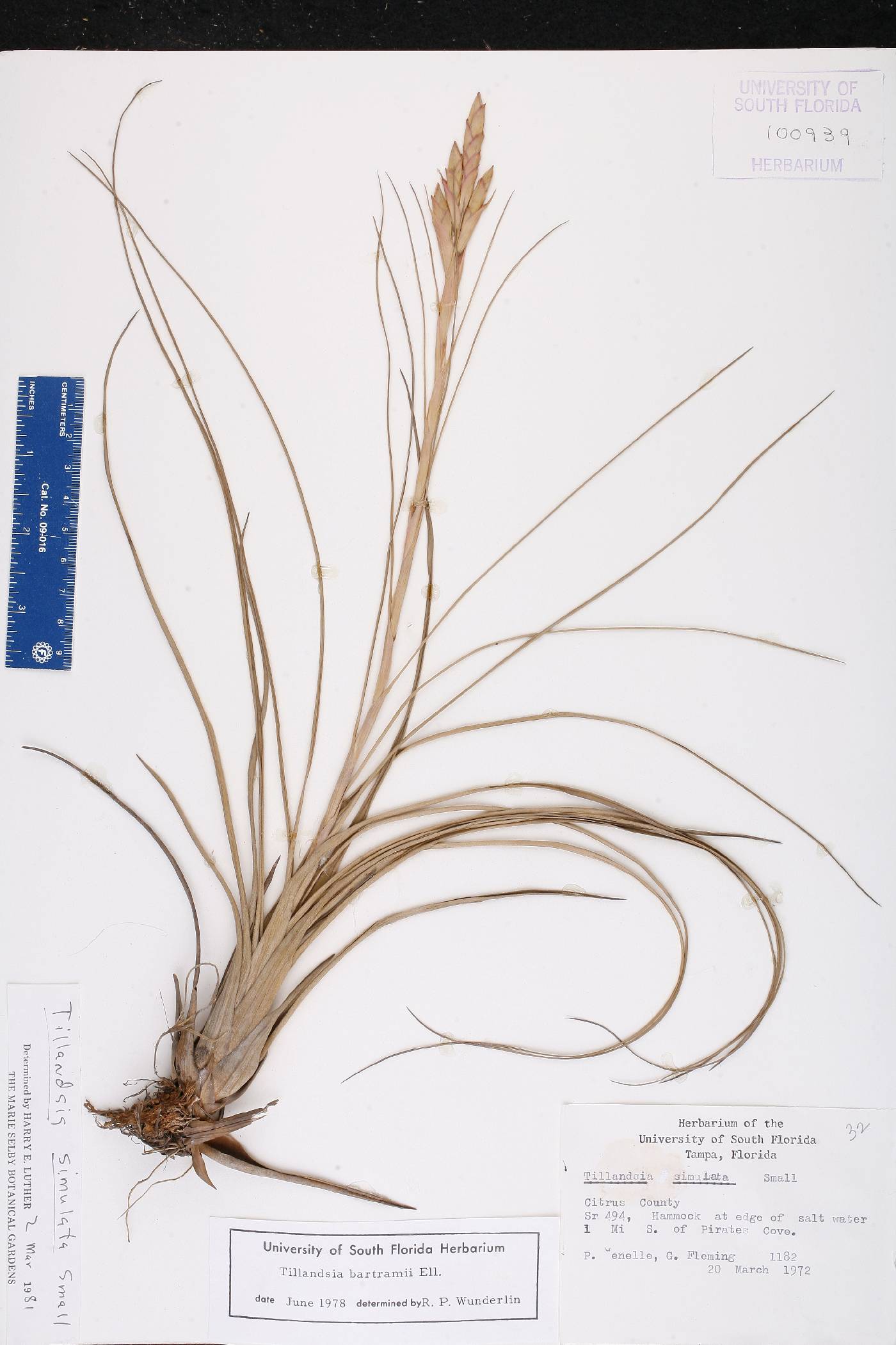 Tillandsia simulata image