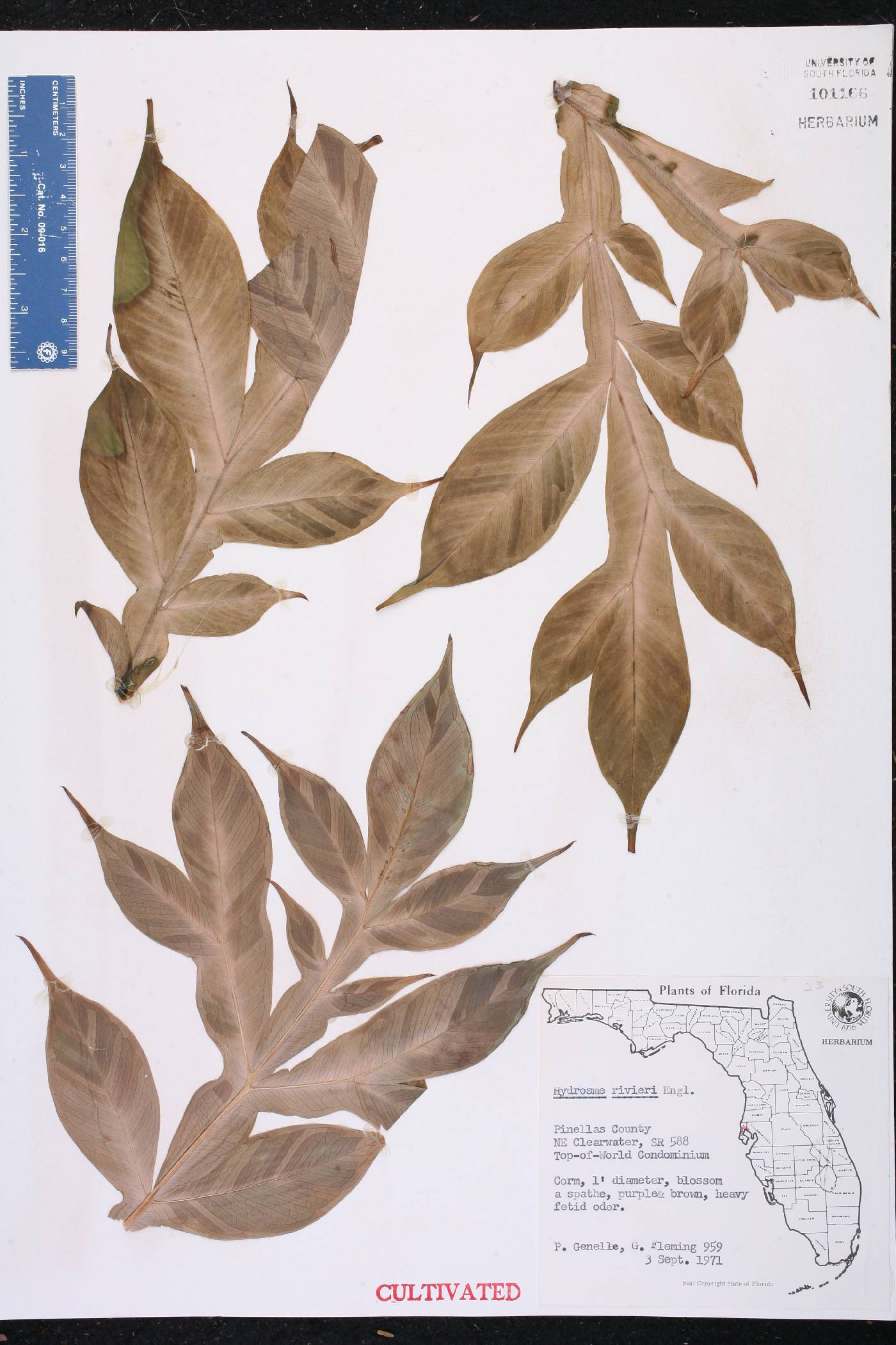 Hydrosme rivieri image