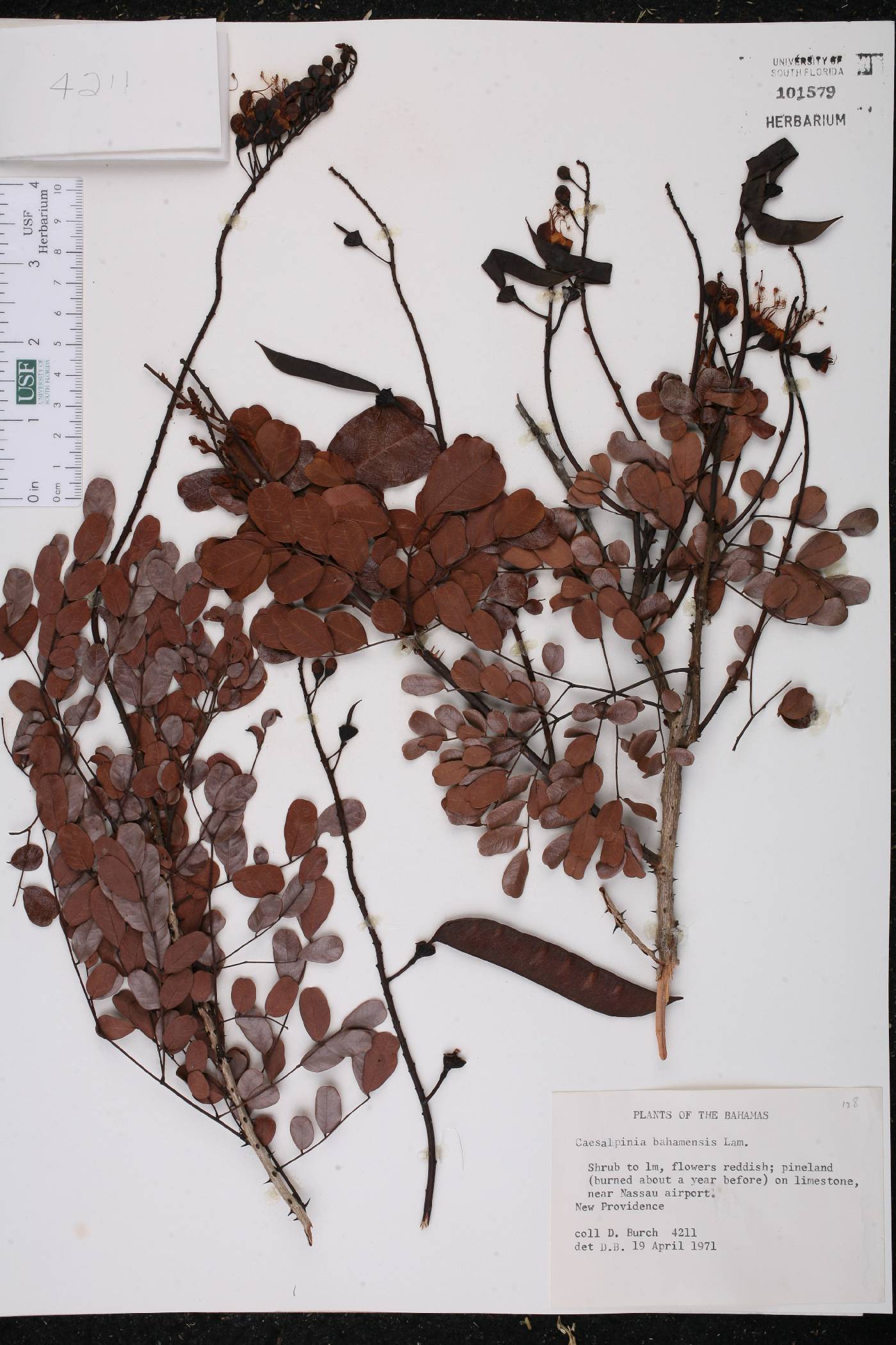 Caesalpinia bahamensis image
