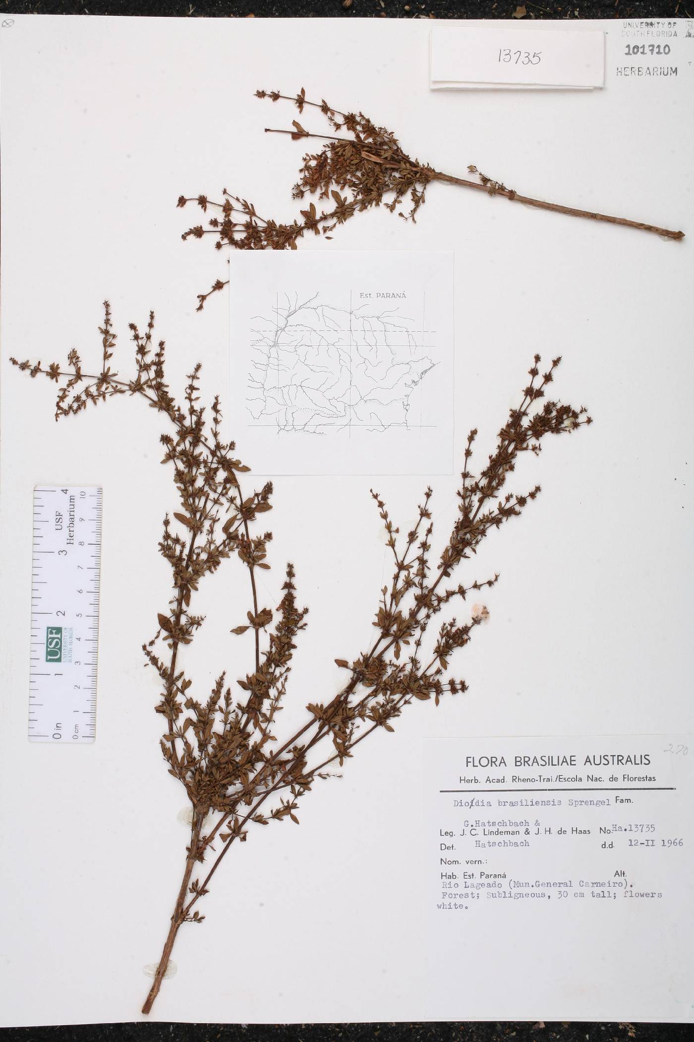 Diodia brasiliensis image
